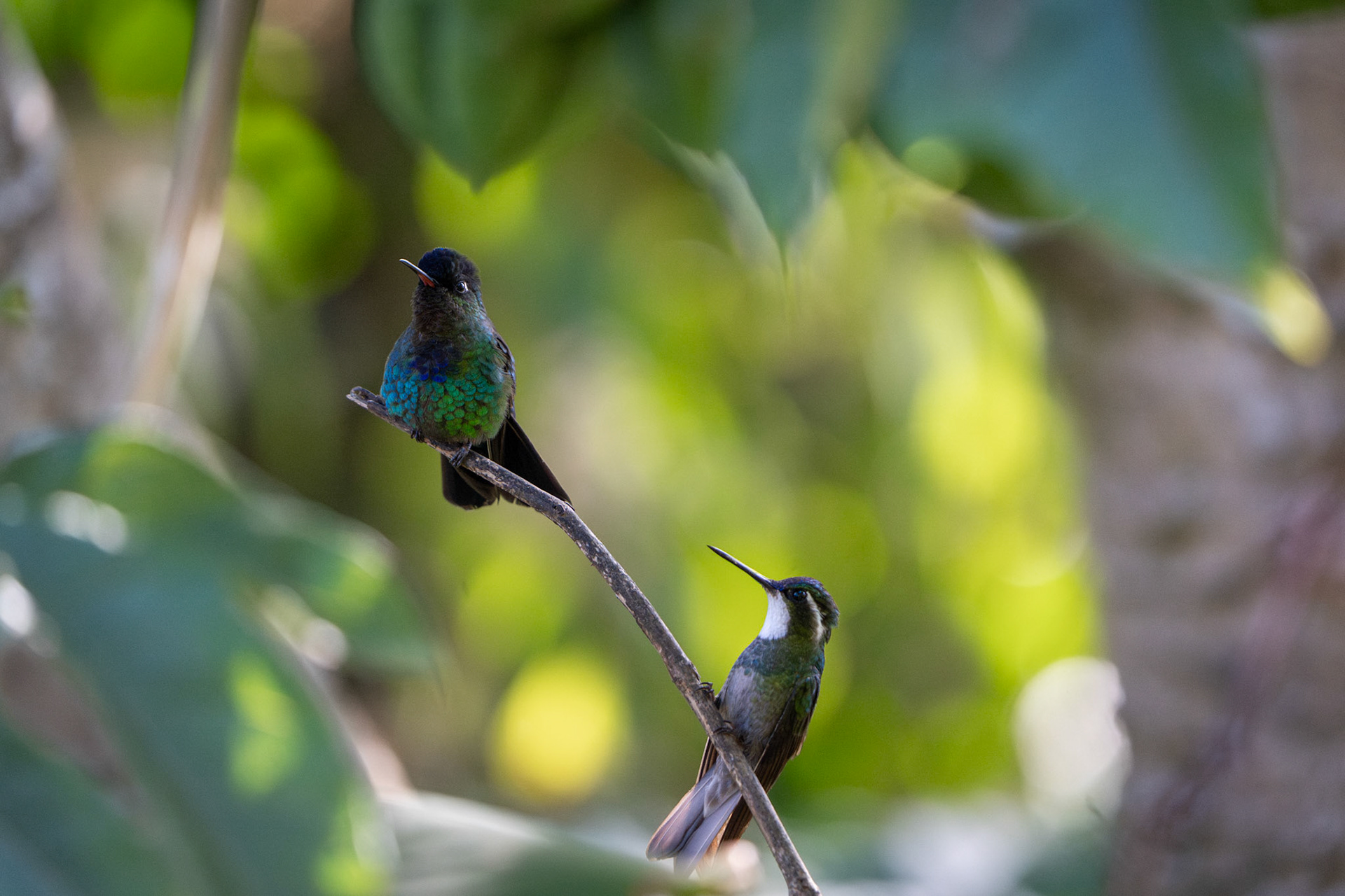 Hummingbirds | San Gerardo de Dota 