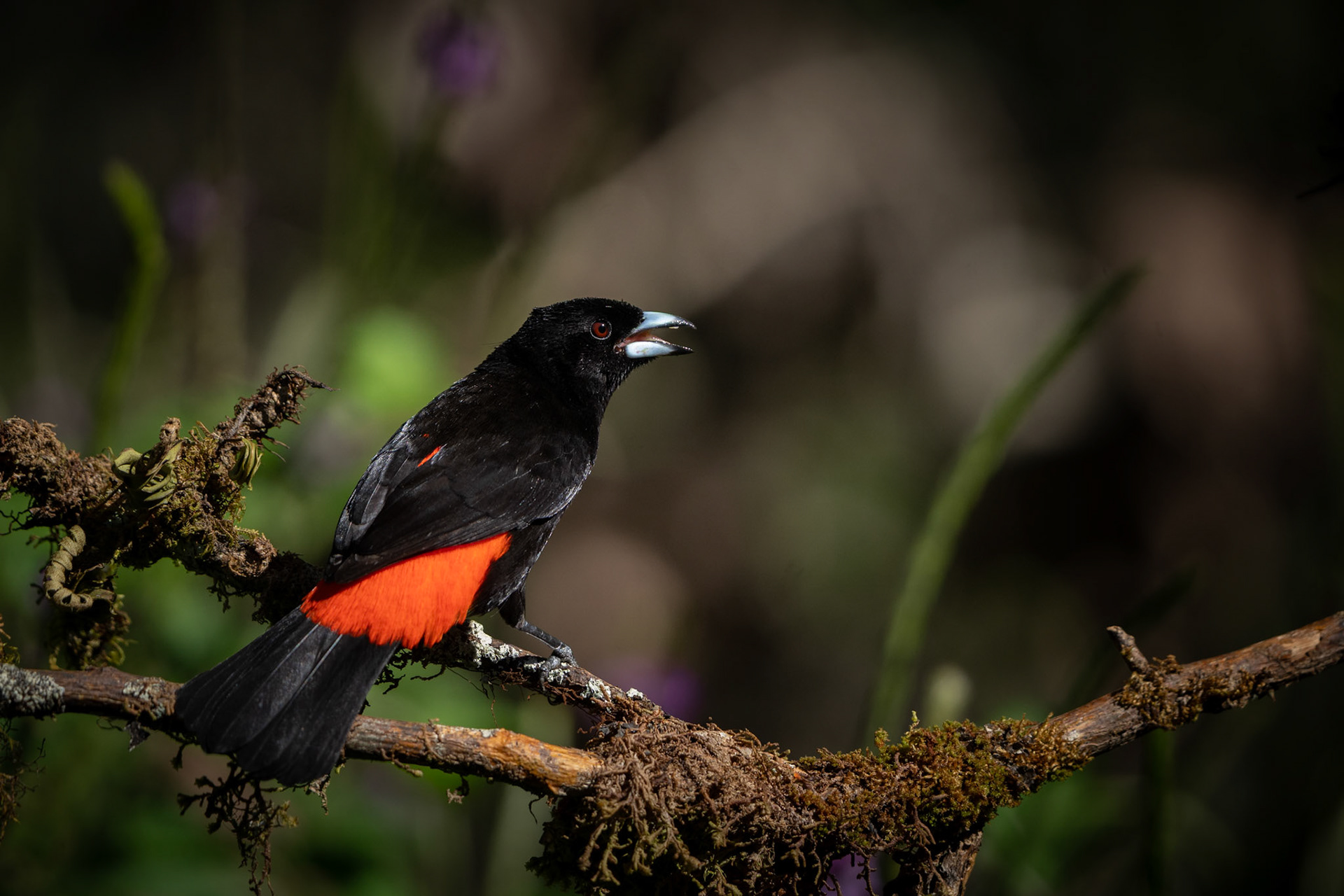 Scarlet-rumped Tanager (Male) | San Gerardo de Rivas