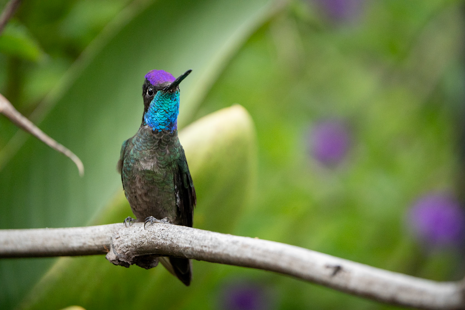 Talamanca Hummingbird (Male) | San Gerardo de Dota