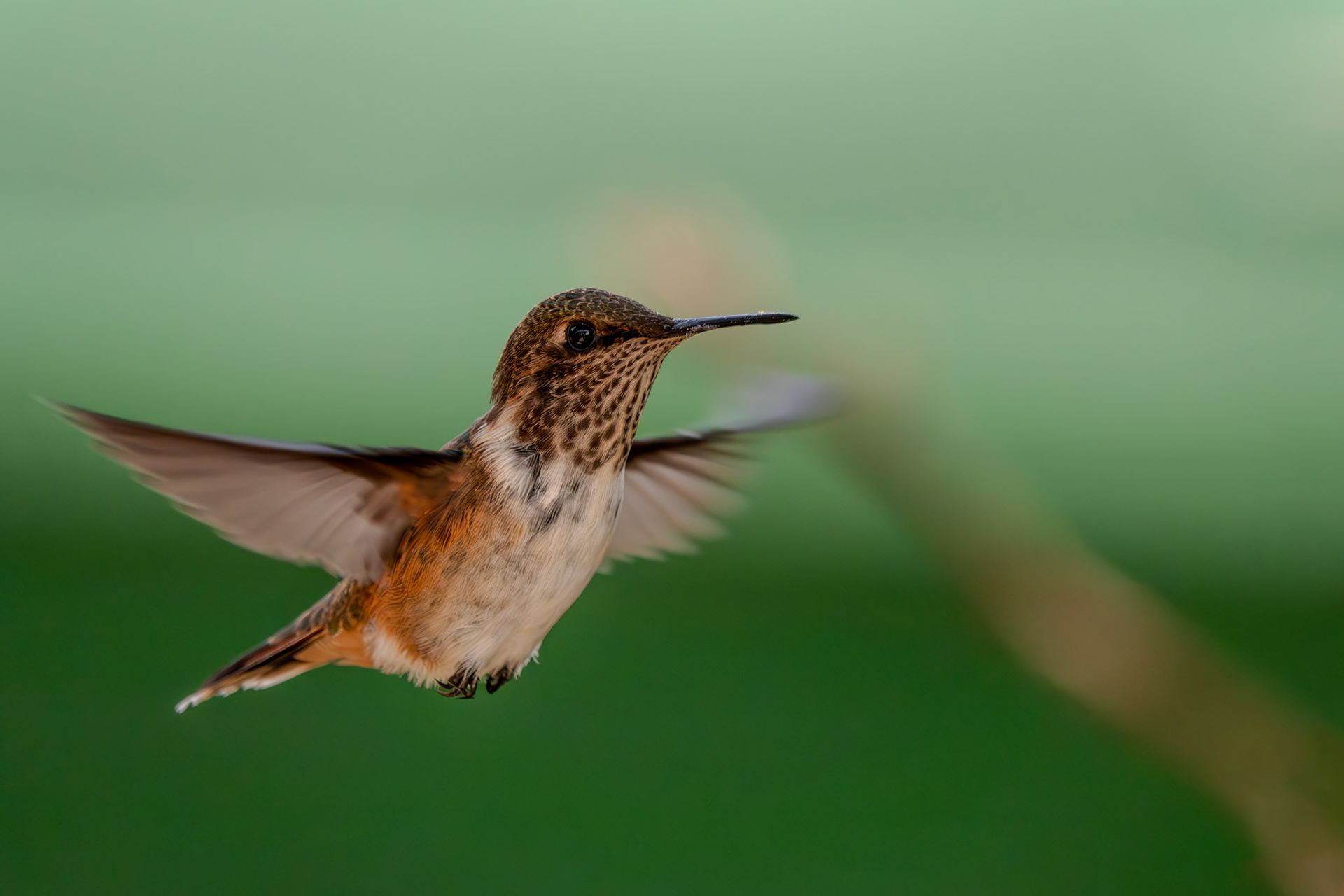 Hummingbird | San Gerardo de Dota
