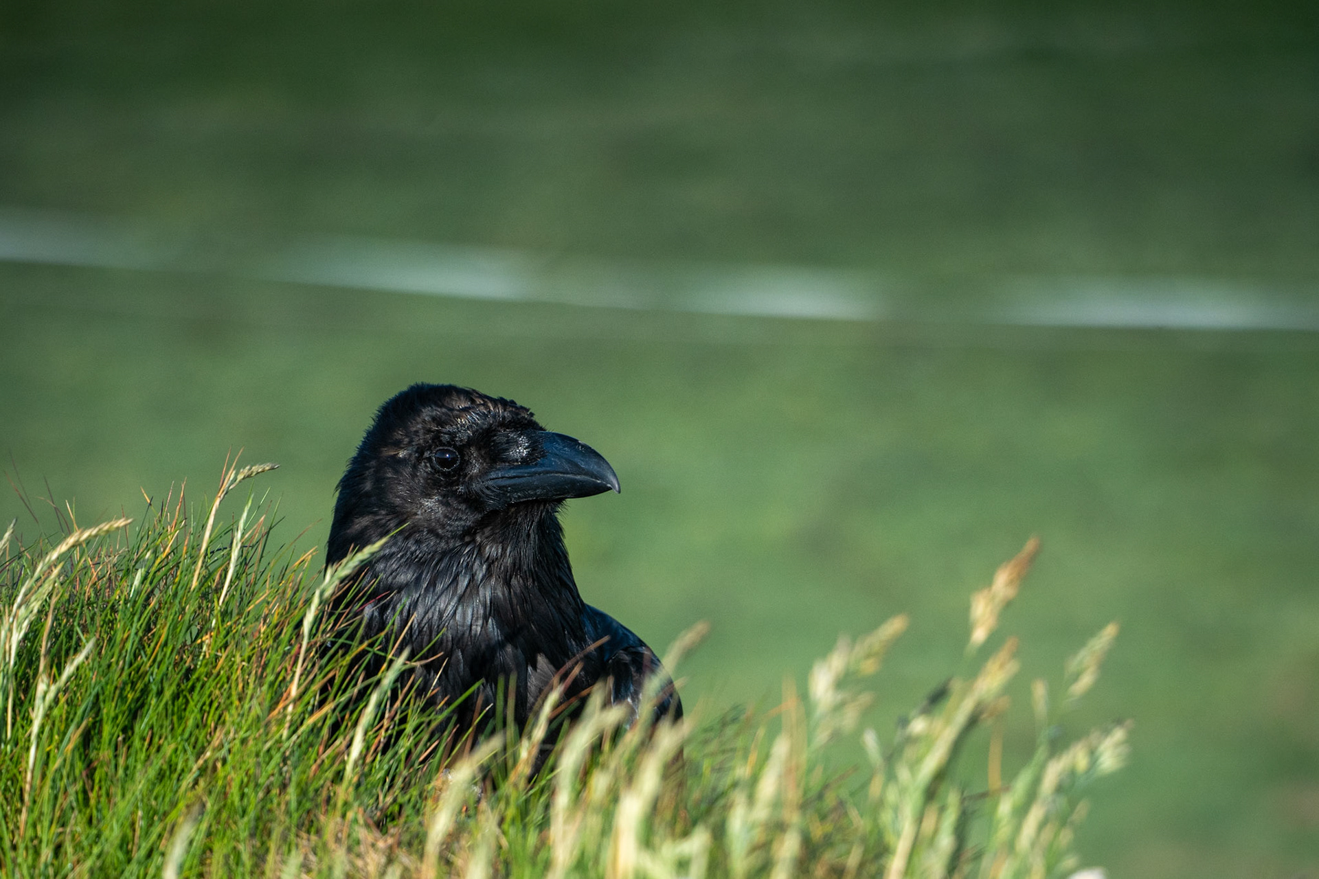 Carrion Crow | Kilkee Cliffs, Co. Clare