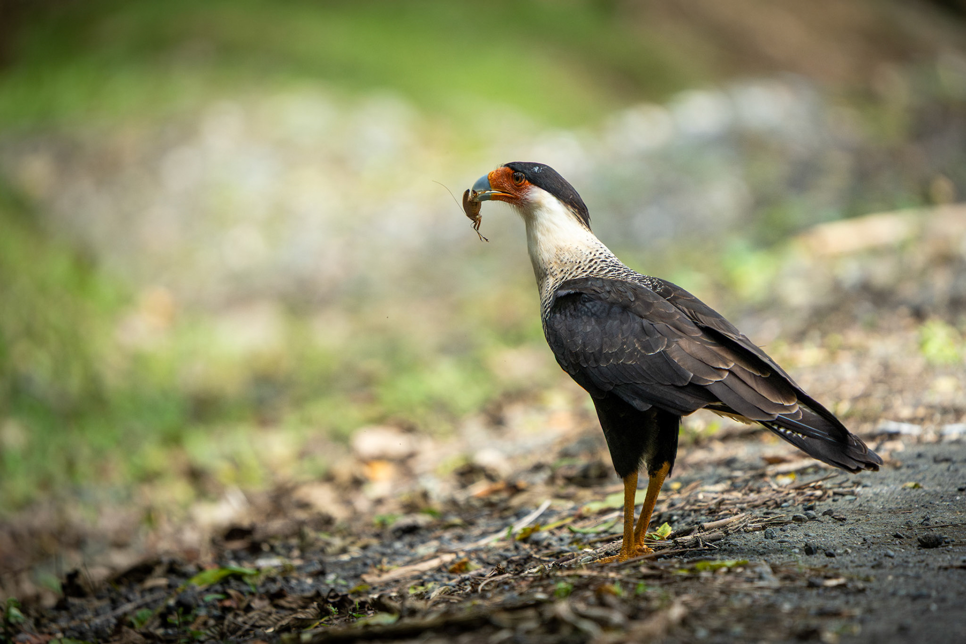 Crested Caracara | Finca Corozal, Osa Peninsula