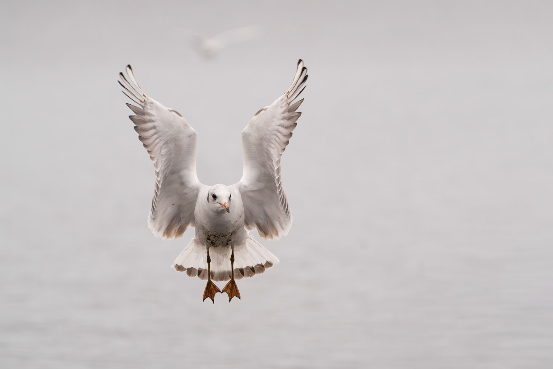 Black-headed Gull | Ballyallia Lough, Co. Clare