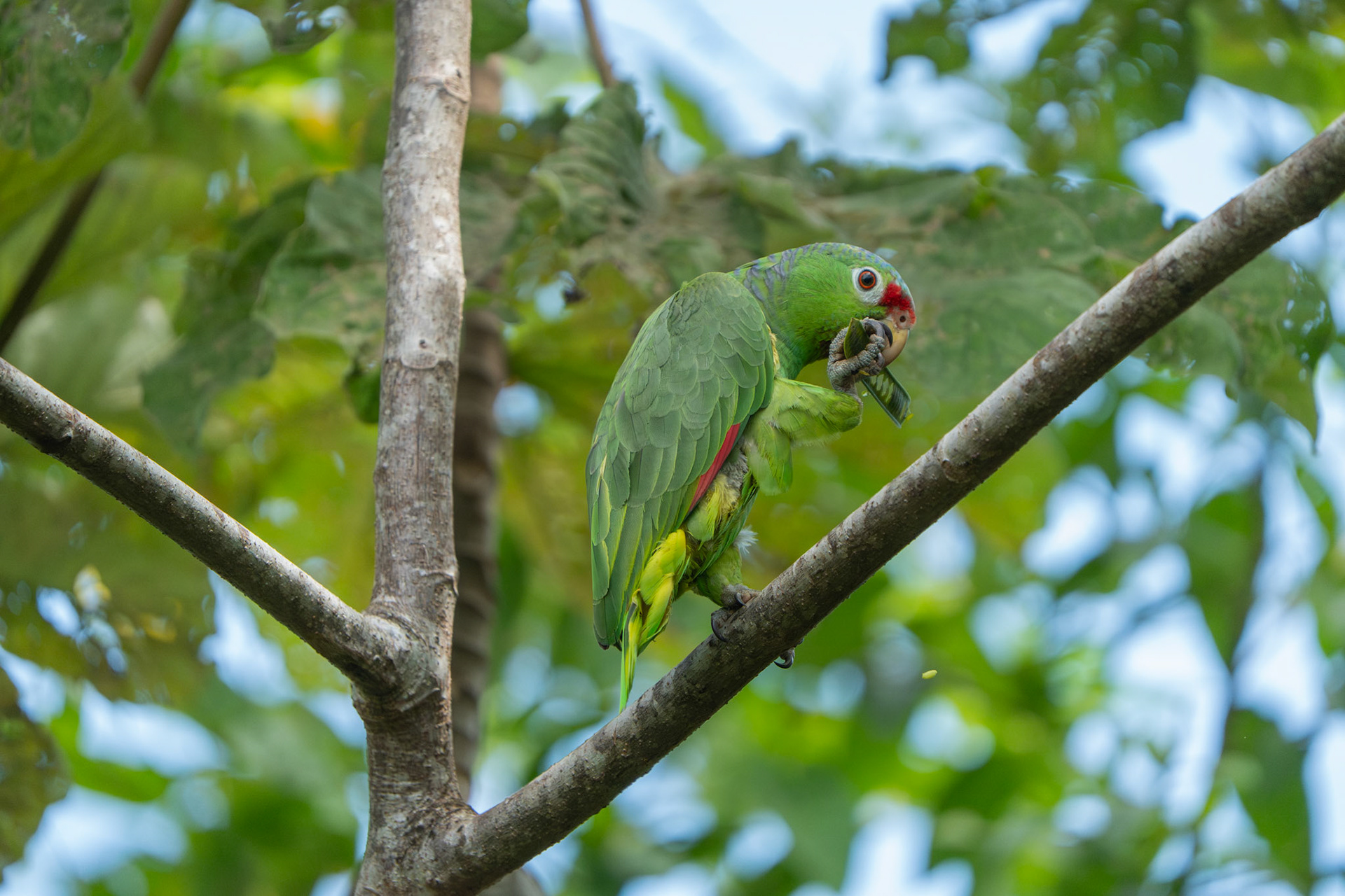 Red-lored Amazon | Osa Peninsula