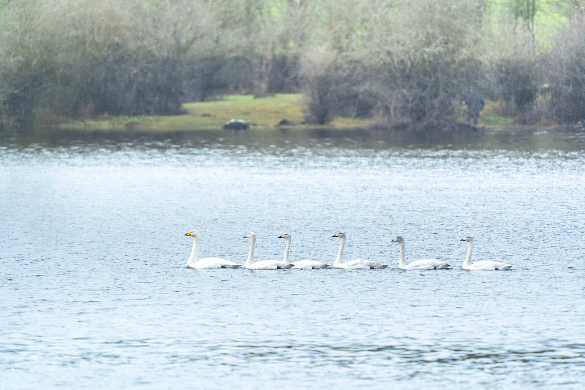 Whooper Swans | Coole Lough, Co. Galway