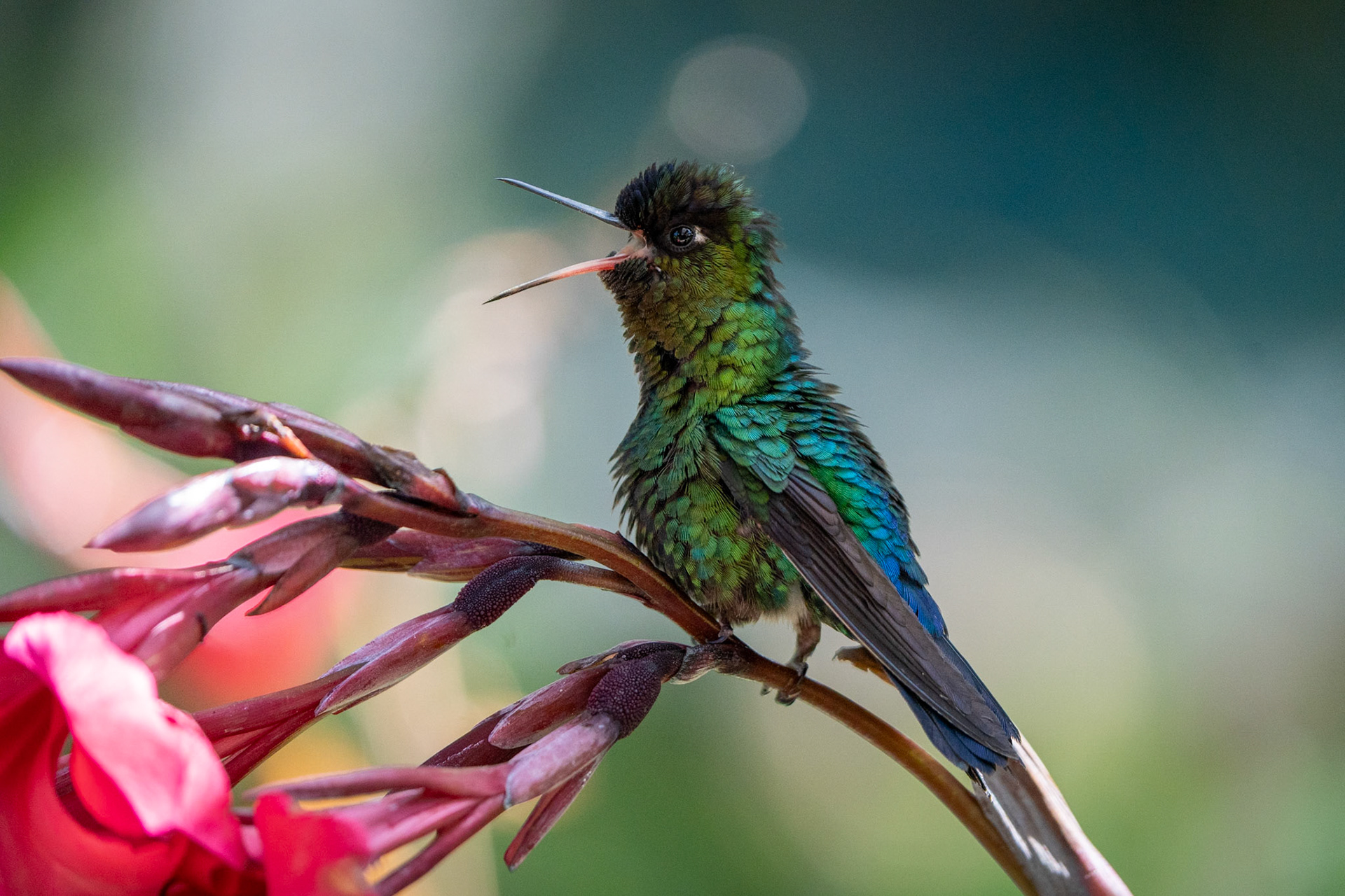 Fiery -thorated Hummingbird | San Gerardo de Dota