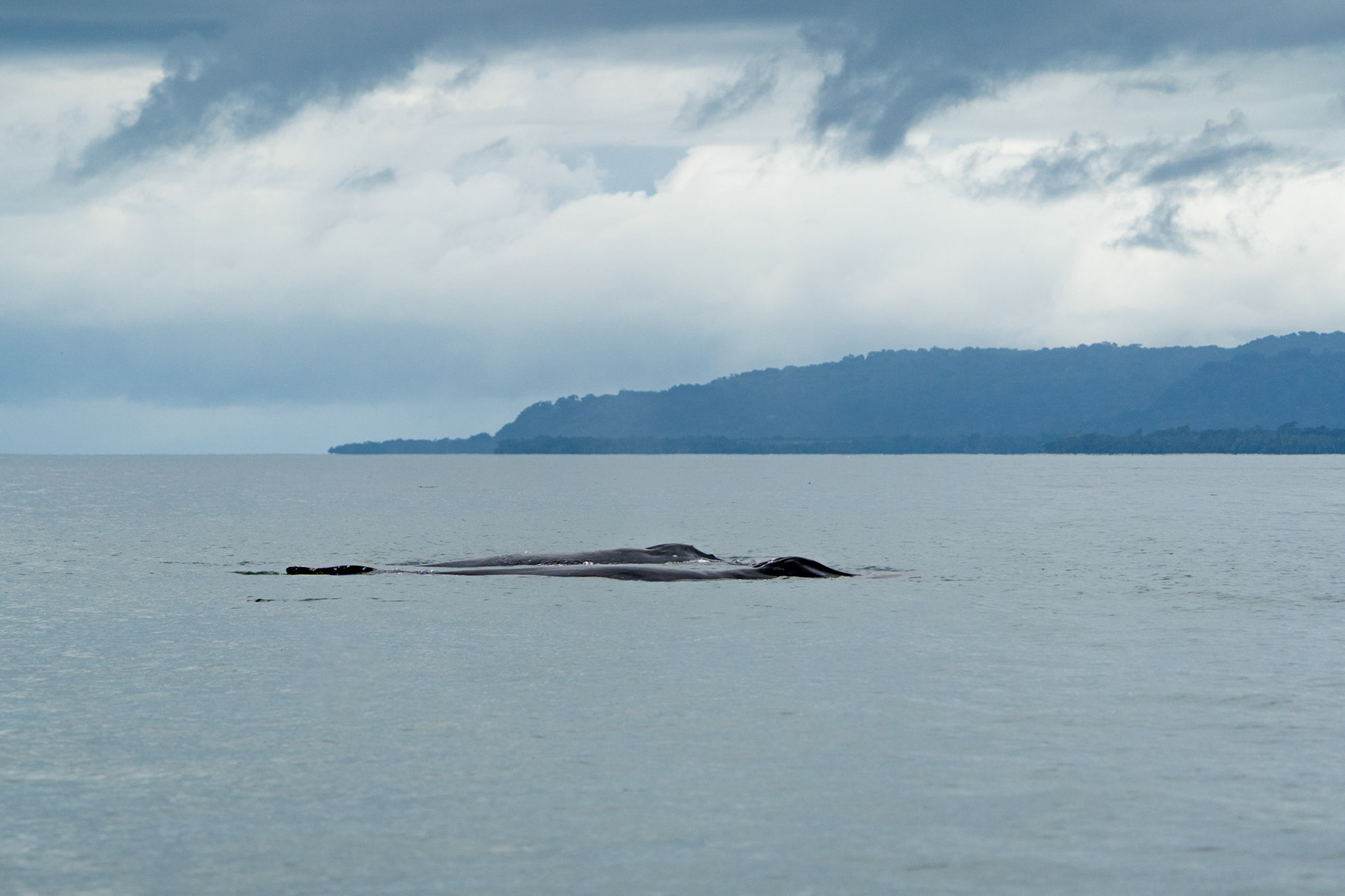 Humpback Whales | Golfo Dulce, Osa Peninsula
