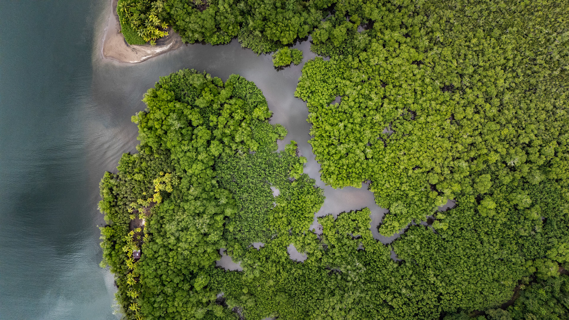 Mangroves | Isla Violín, Costa Rica