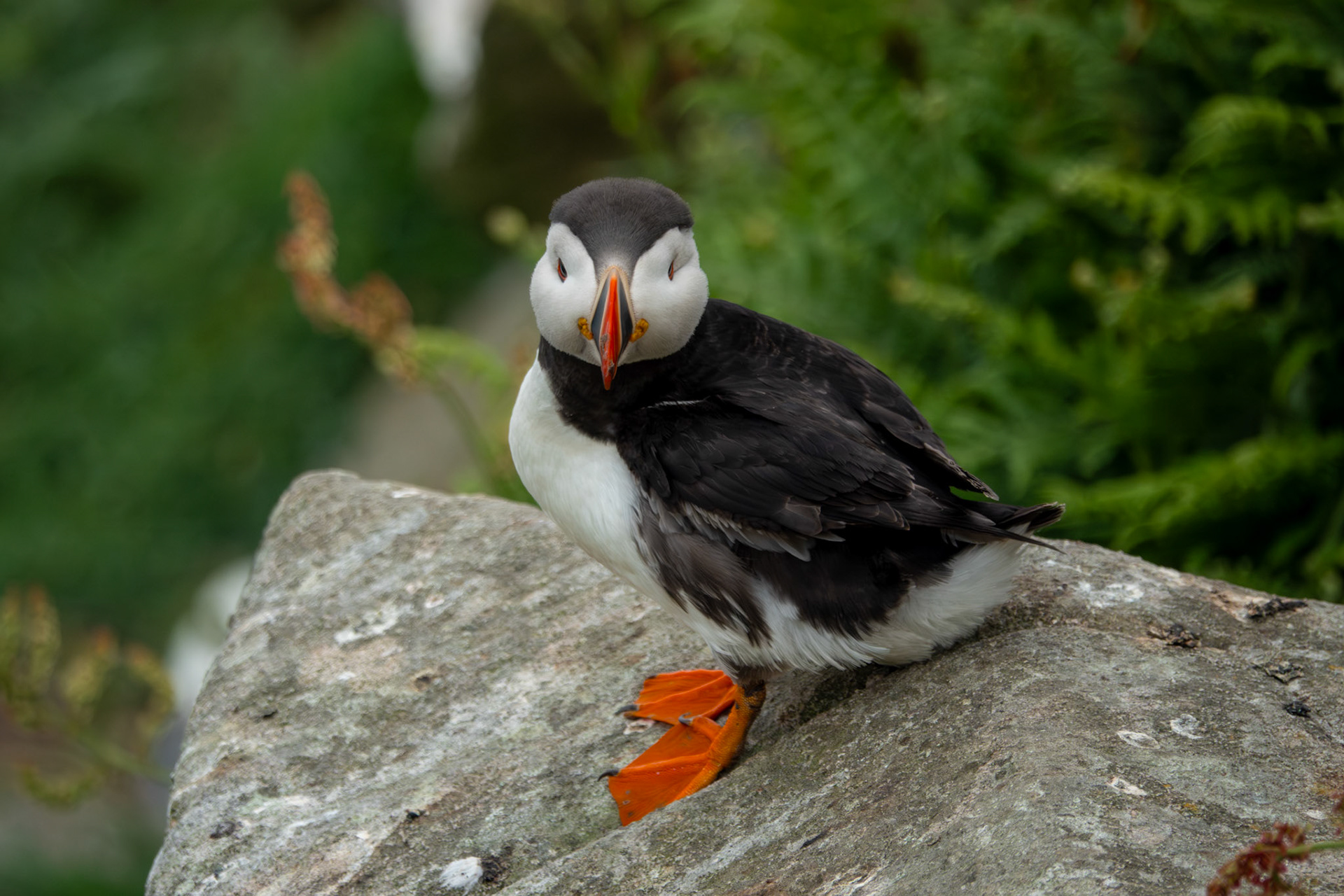 Alantic Puffin | Great Saltee Island, Co. Wexford