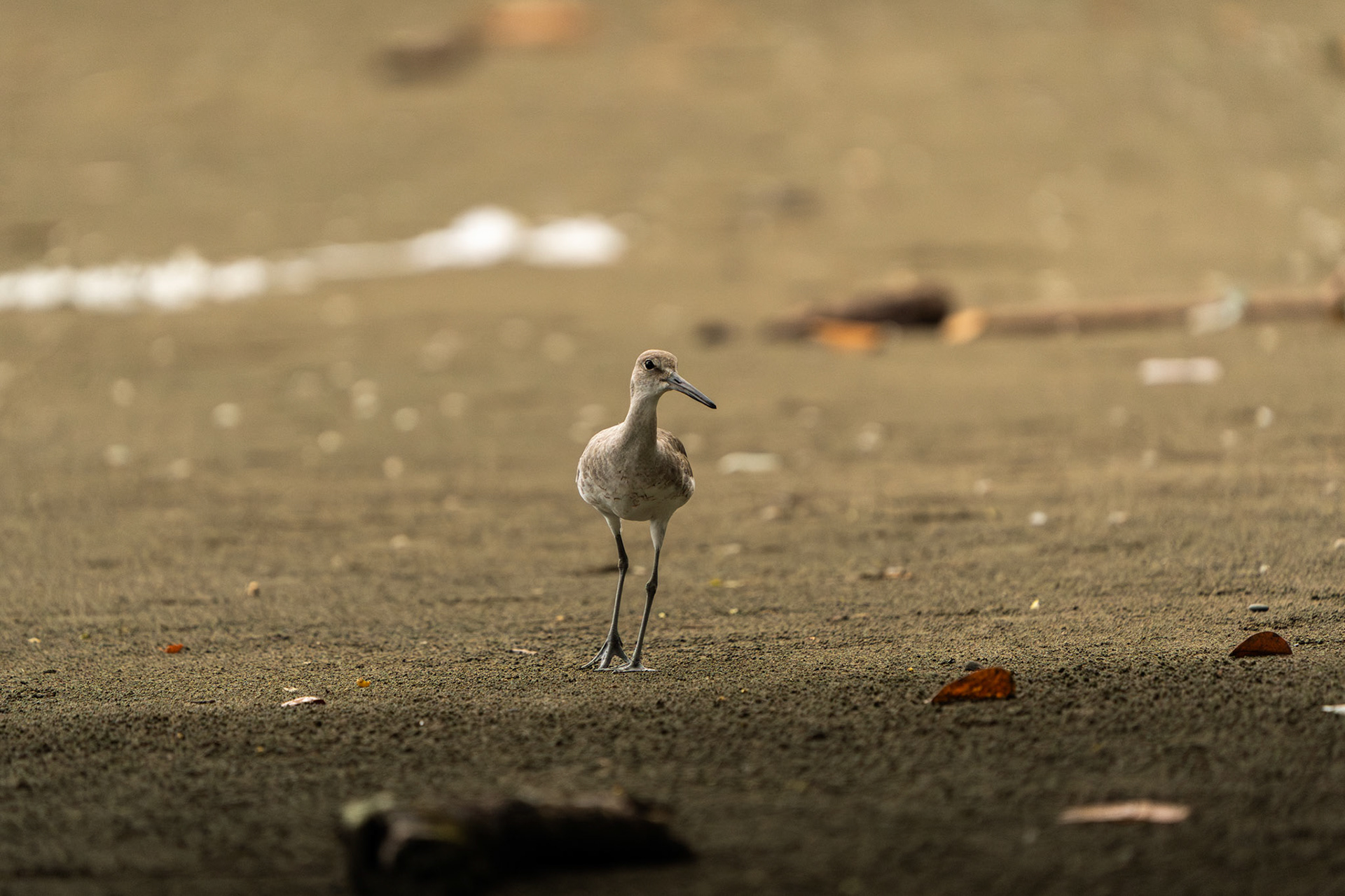Willet | Puerto Jiménez, Osa Peninsula