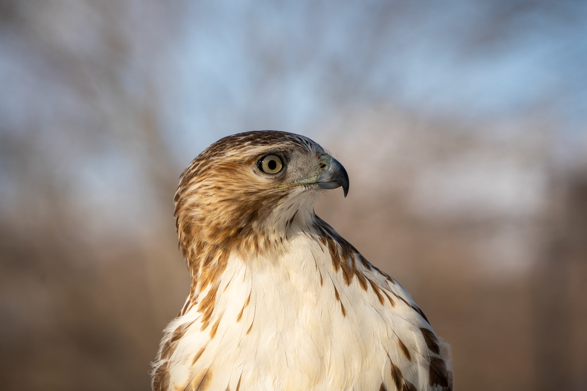 Red-tailed Hawk | Boston, MA