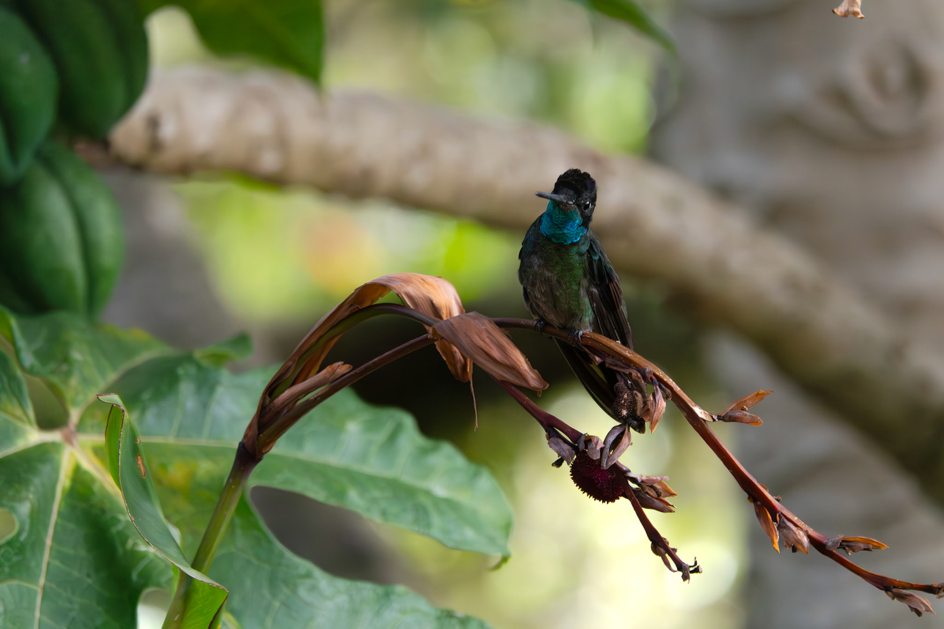 Hummingbird | San Gerardo de Dota