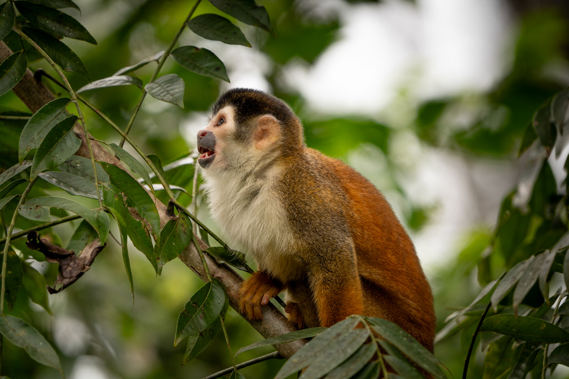 Squirrel Monkey | Puerto Jiménez, Osa Peninsula