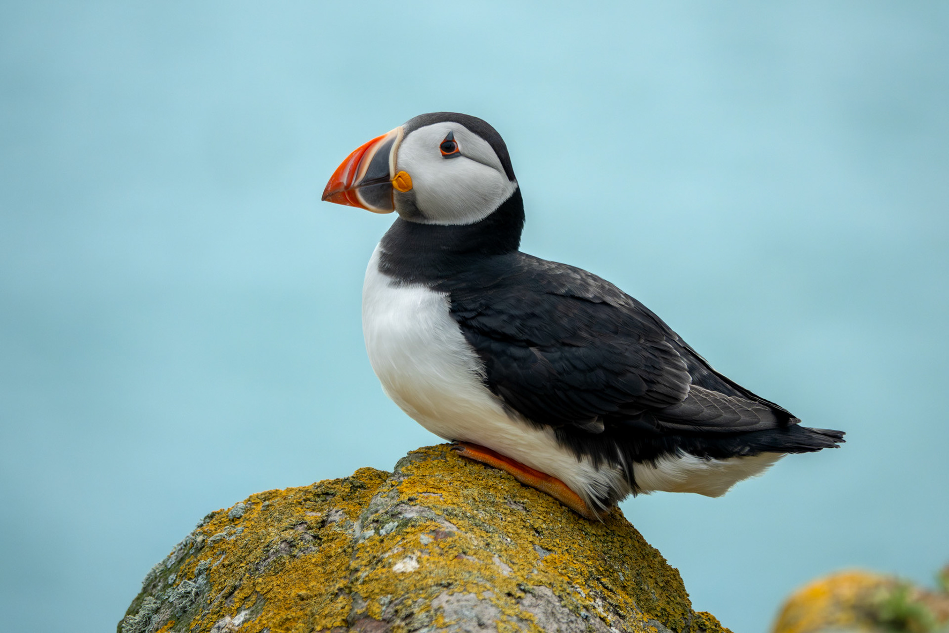 Alantic Puffin | Great Saltee Island, Co. Wexford
