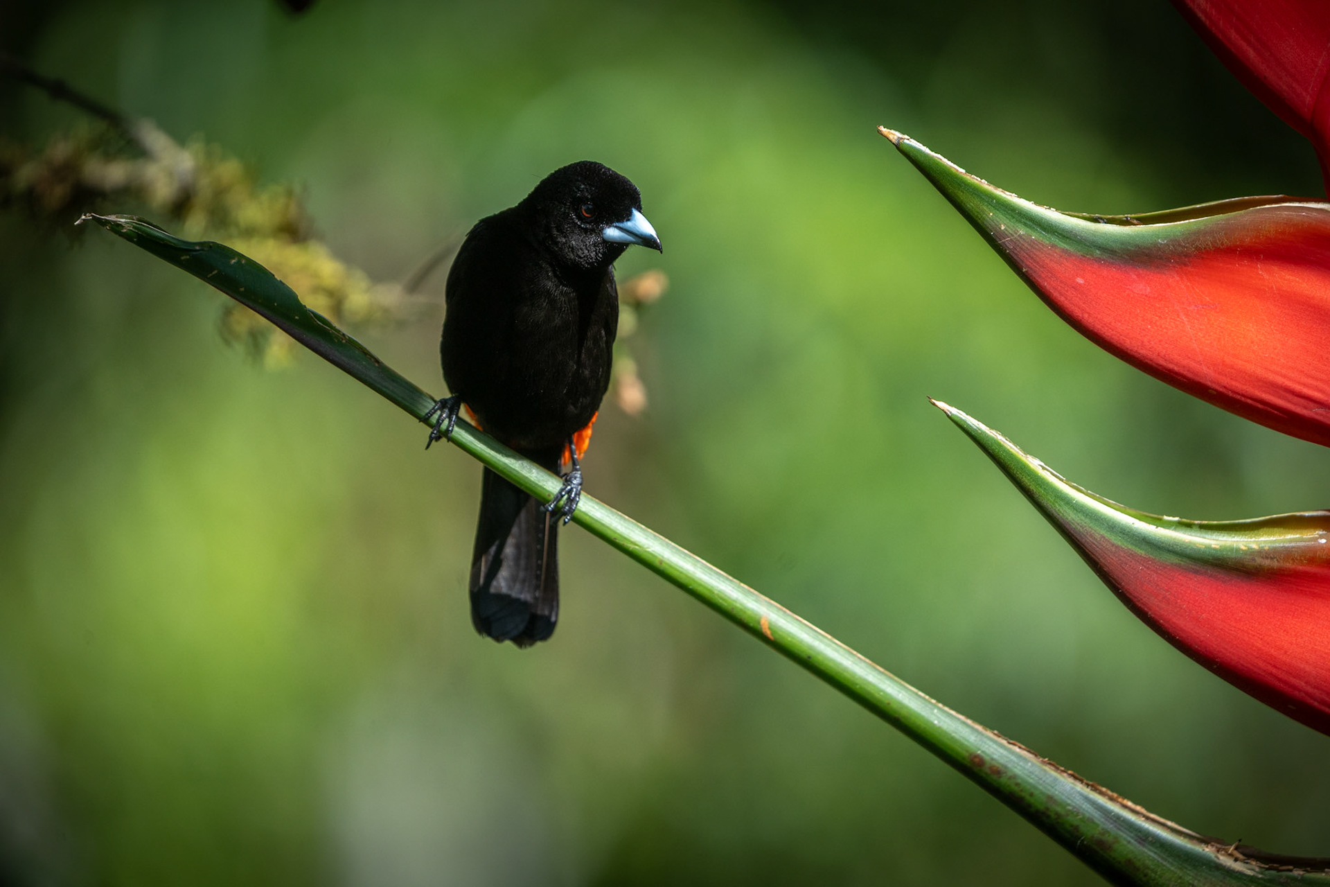 Scarlet-rumped Tanager (Male) | San Gerardo de Rivas