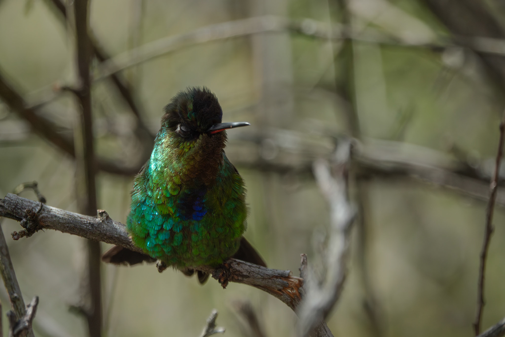 Hummingbird | San Gerardo de Dota