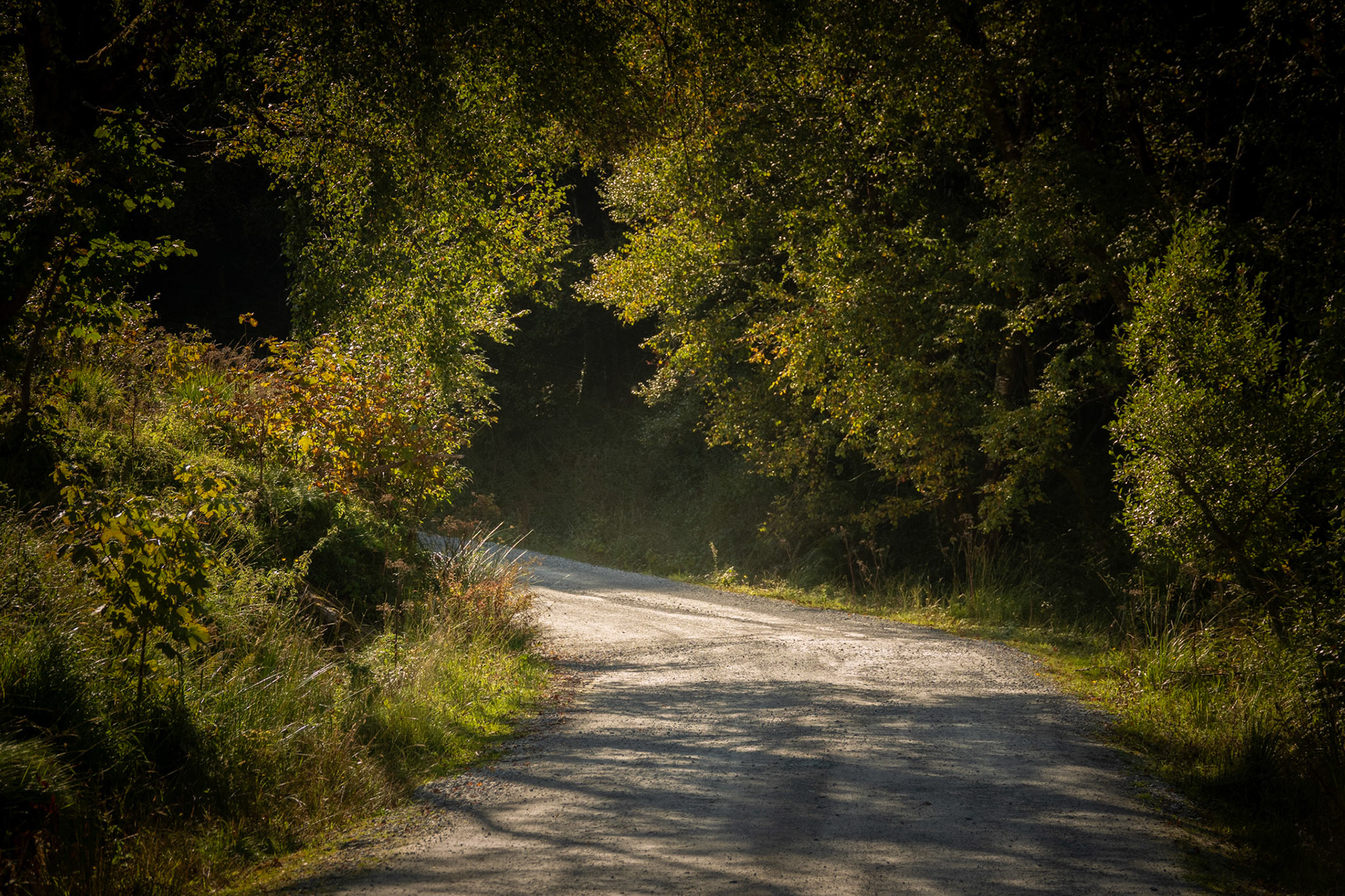 Gleanteenassig Woods | Dingle Peninsula, Co. Kerry
