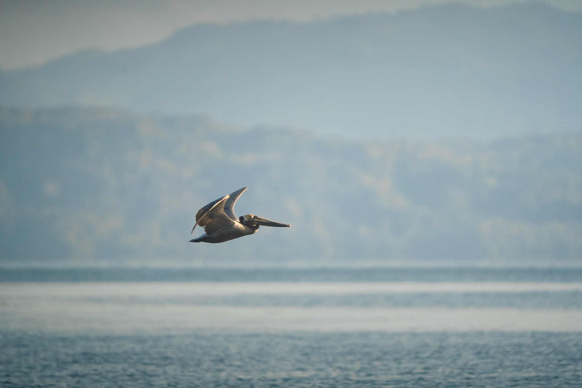 Brown Pelican | Playa Juanito Mora, Osa Peninsula