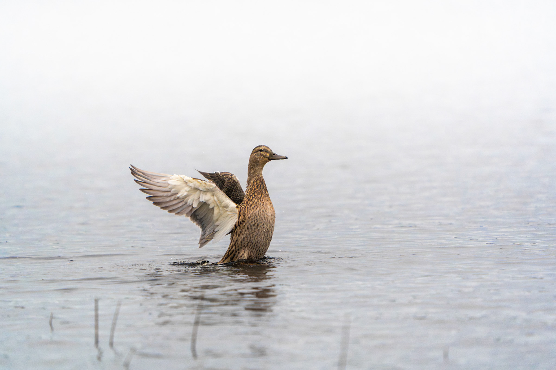 Female Mallard | Ballyallia Lough, Co. Clare
