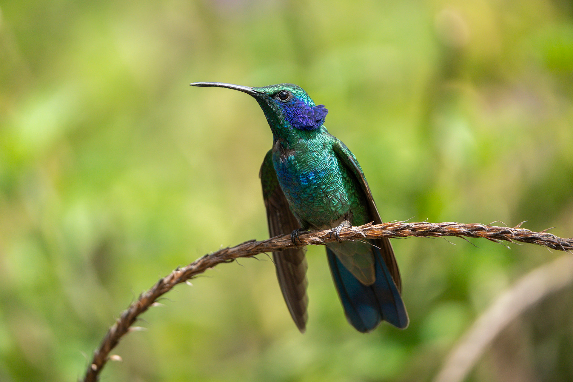 Mountain Violetear | San Gerardo de Dota