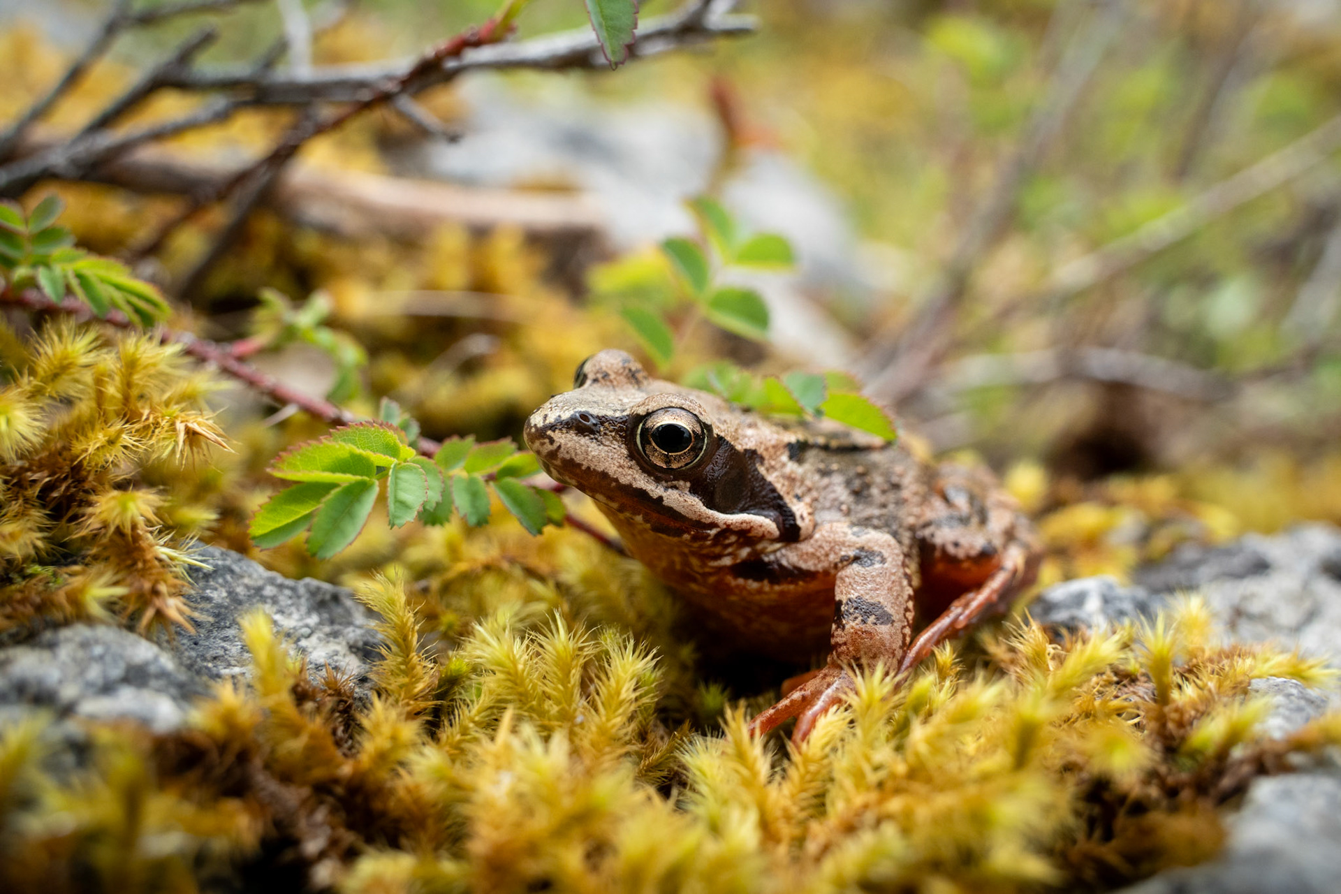 Common Frog | Burren National Park, Co. Clare
