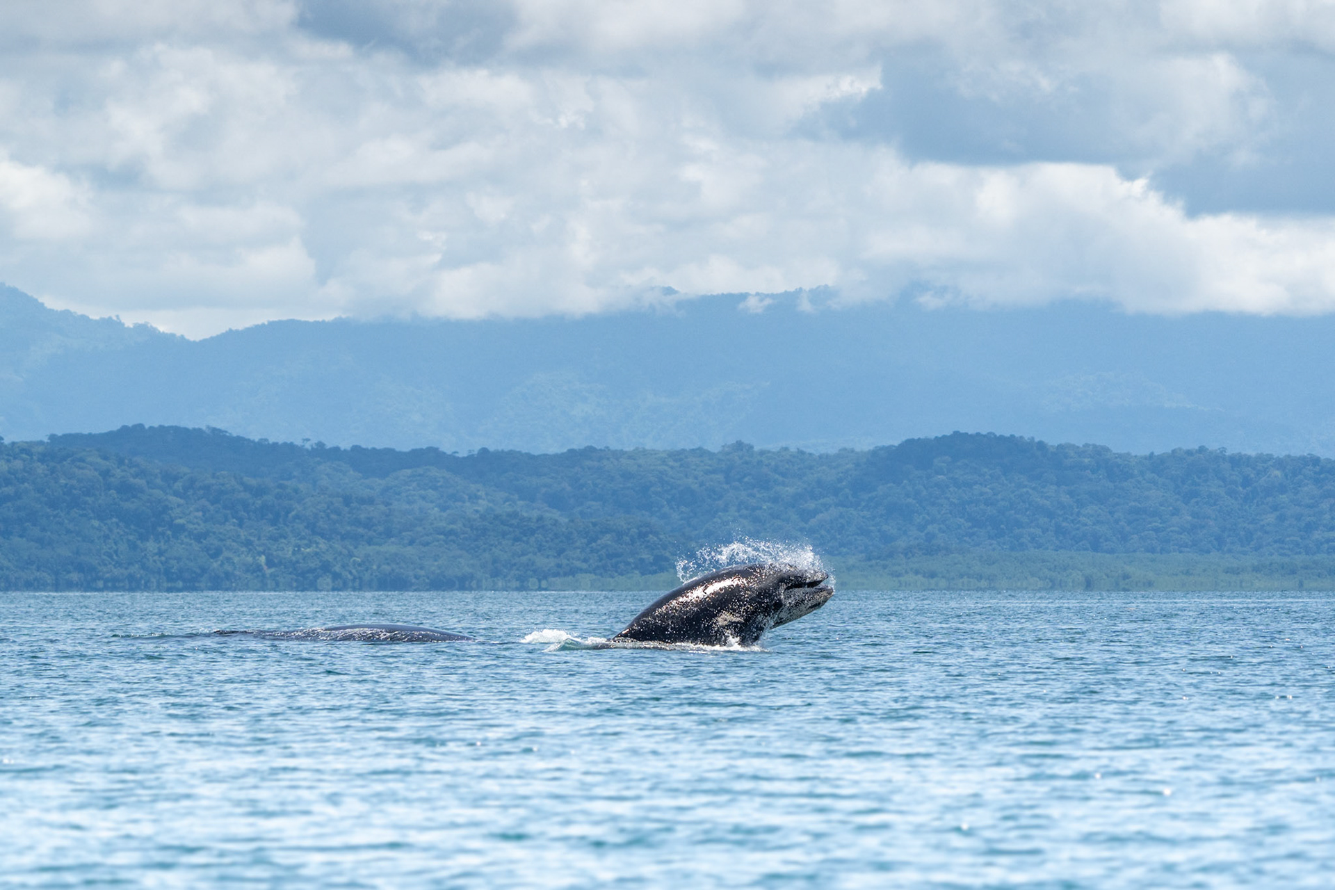 Humpback Whale | Golfo Dulce, Osa Peninsula