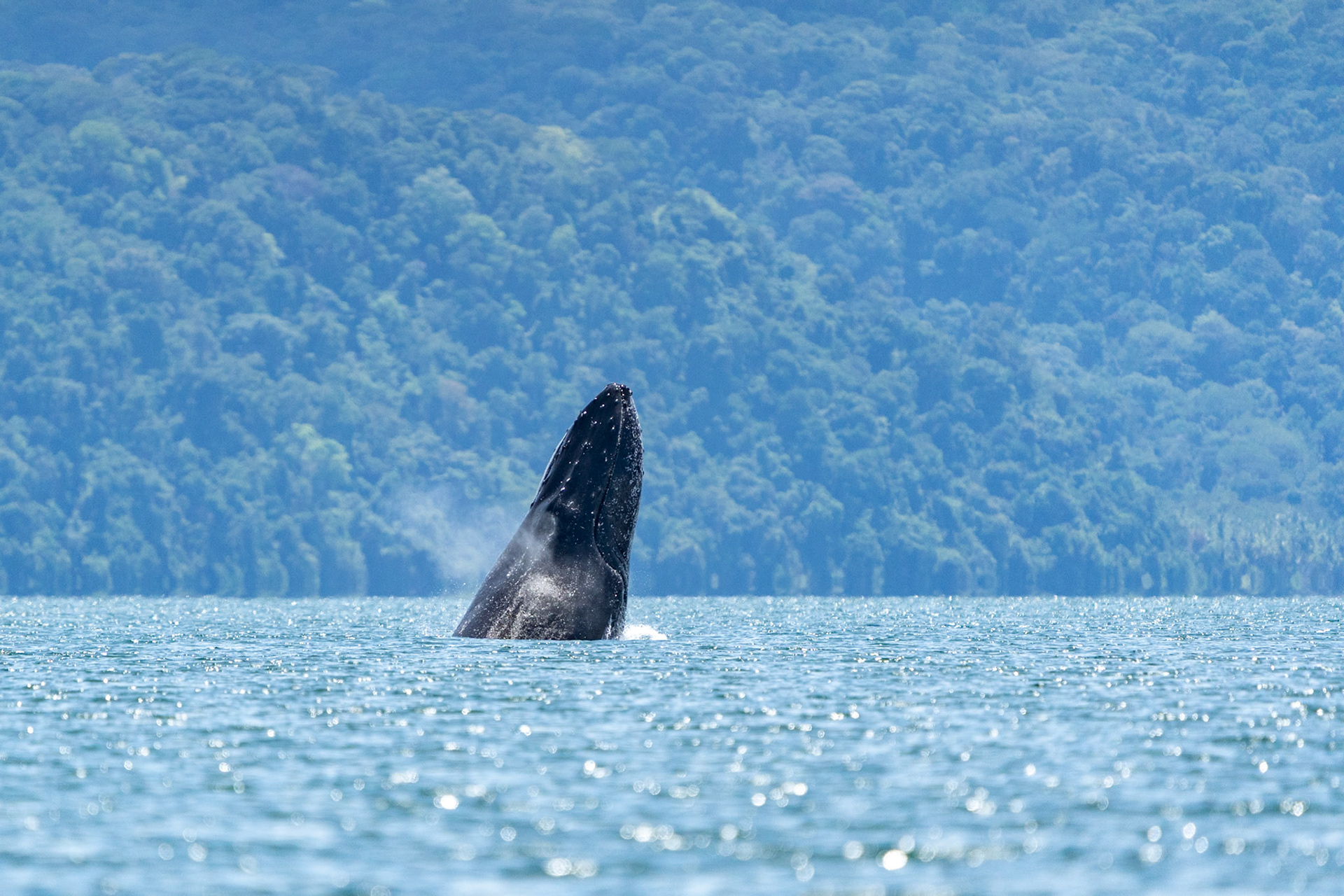 Humpback Whale | Golfo Dulce, Osa Peninsula
