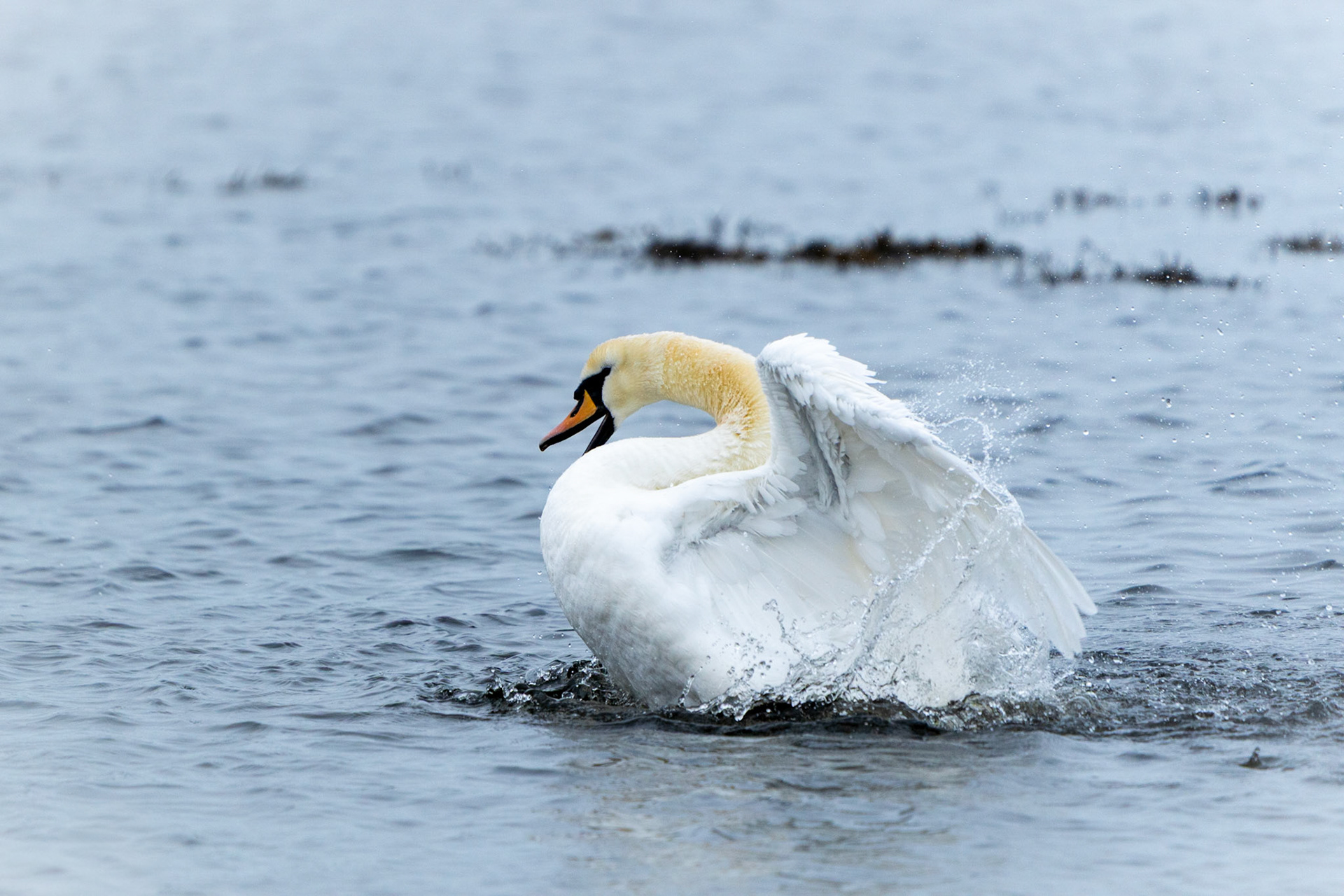 Mute Swan | Kinvarra, Co. Galway