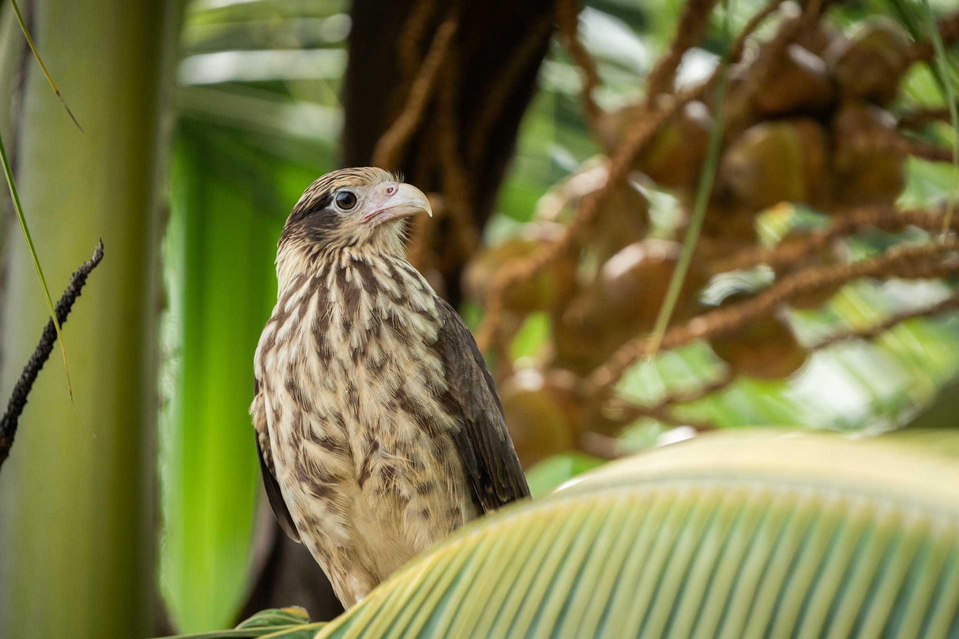Yellow-headed Caracara | Playa Sándalo, Osa Peninsula