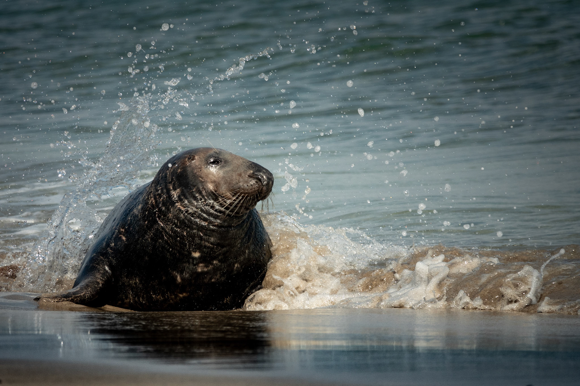 Grey Seal Bull | Great Blasket Island, Co. Kerry