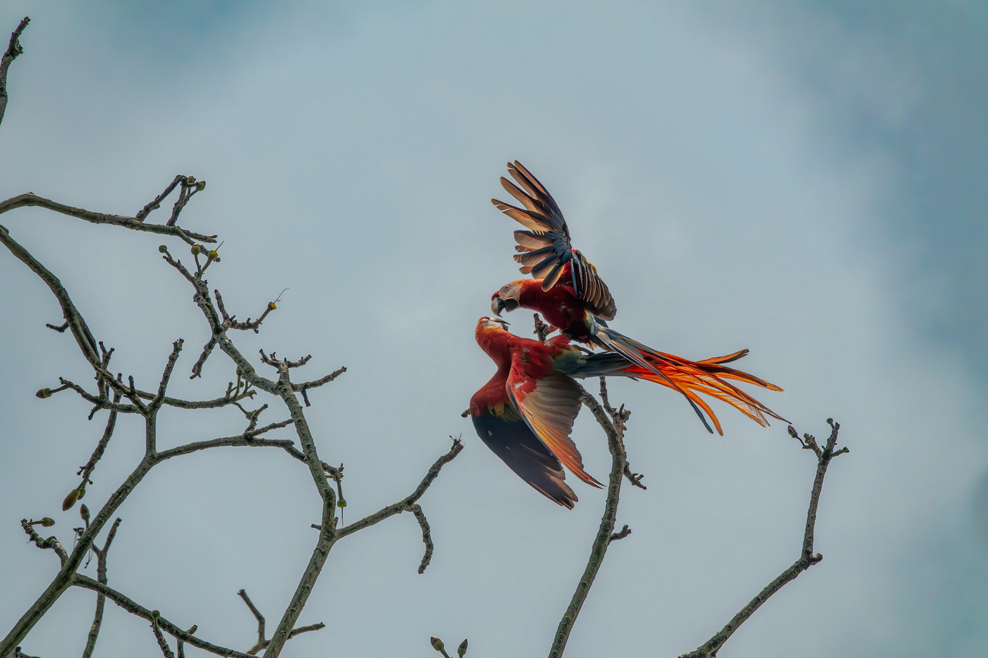 Scarlet Macaws | Osa Peninsula