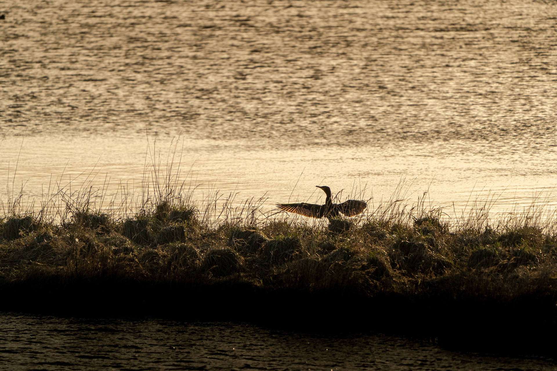 Cormorant | Inishowen Peninsula, Co. Donegal