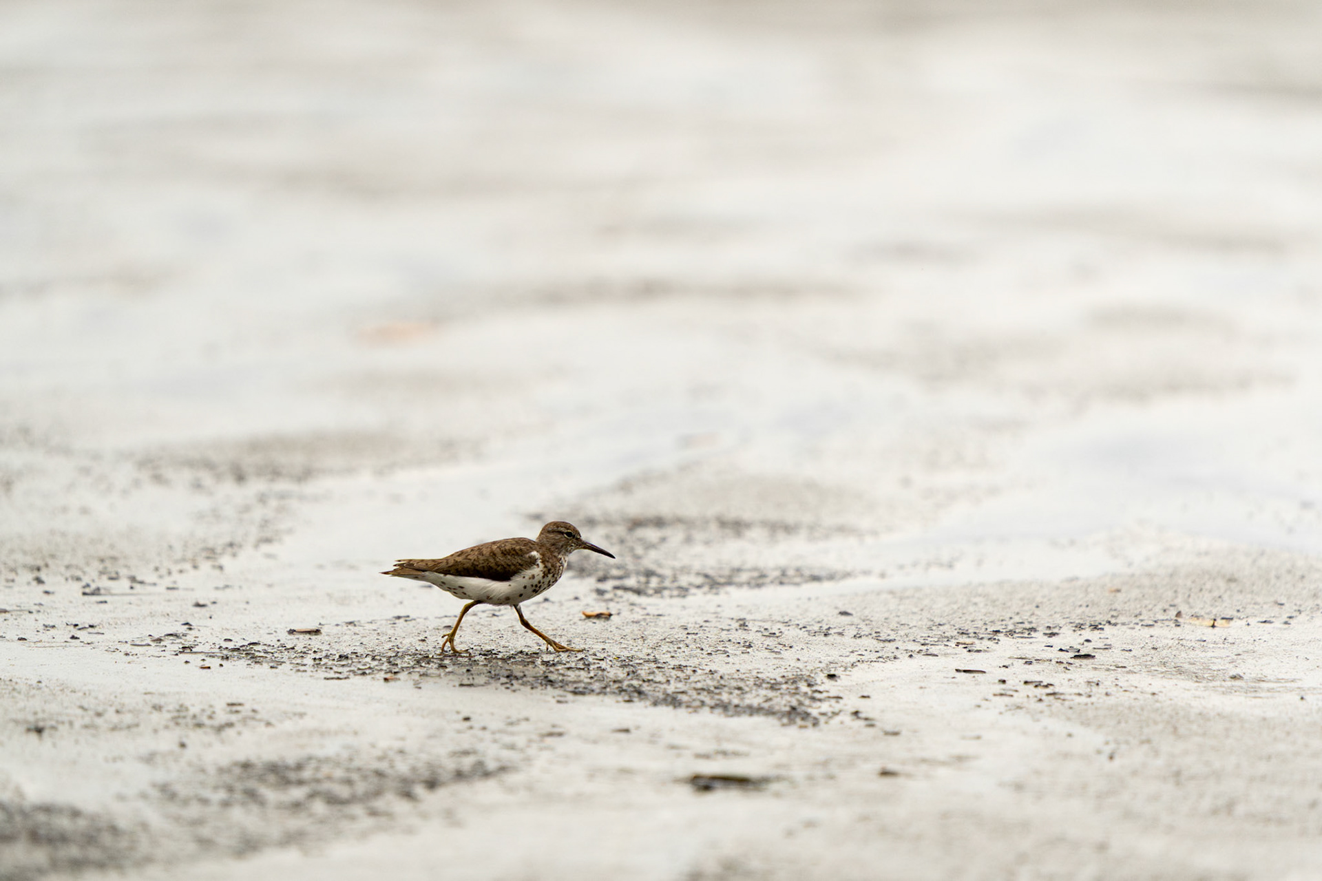 Spotted Sandpiper | Puerto Jiménez, Osa Peninsula