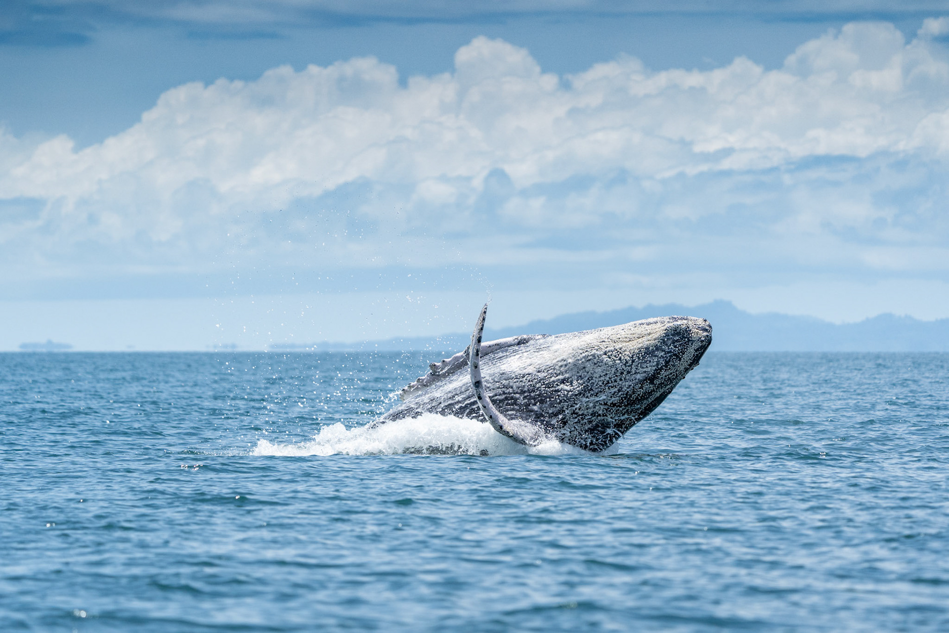 Humpback Whale | Golfo Dulce, Osa Peninsula