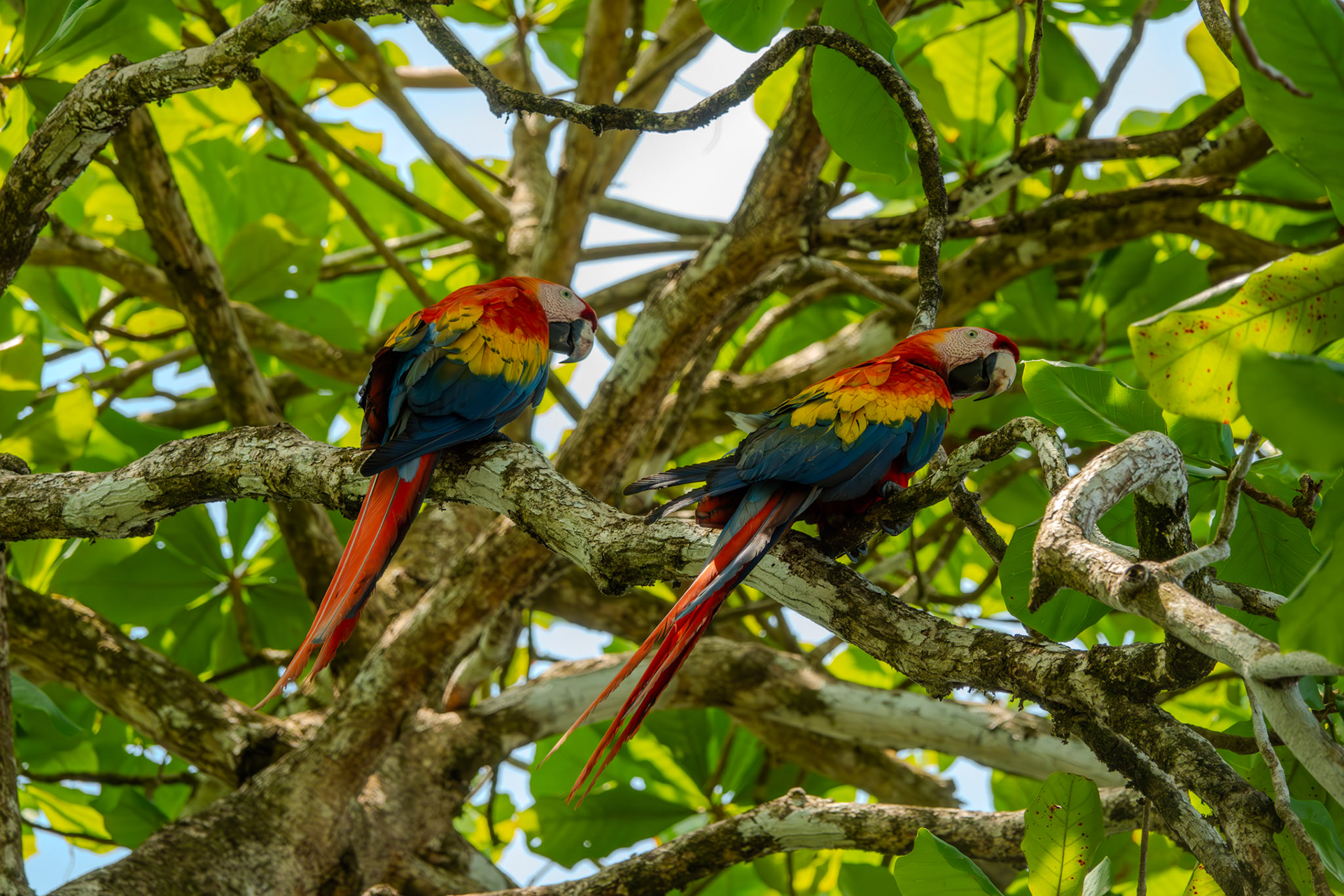 Scarlet Macaws | Osa Peninsula