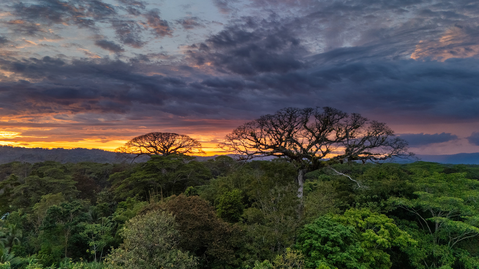 Ceibo Trees | Osa Peninsula, Costa Rica