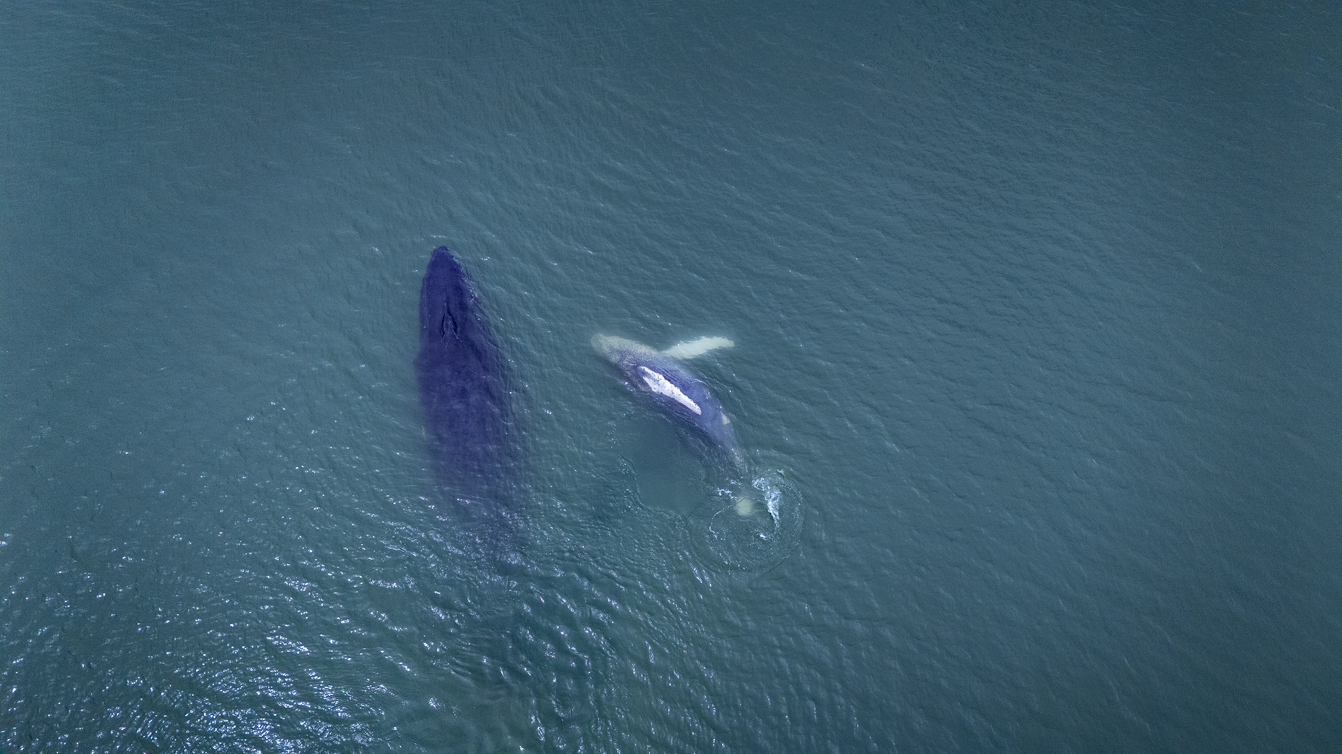 Humpback Whales | Golfo Dulce, Costa Rica