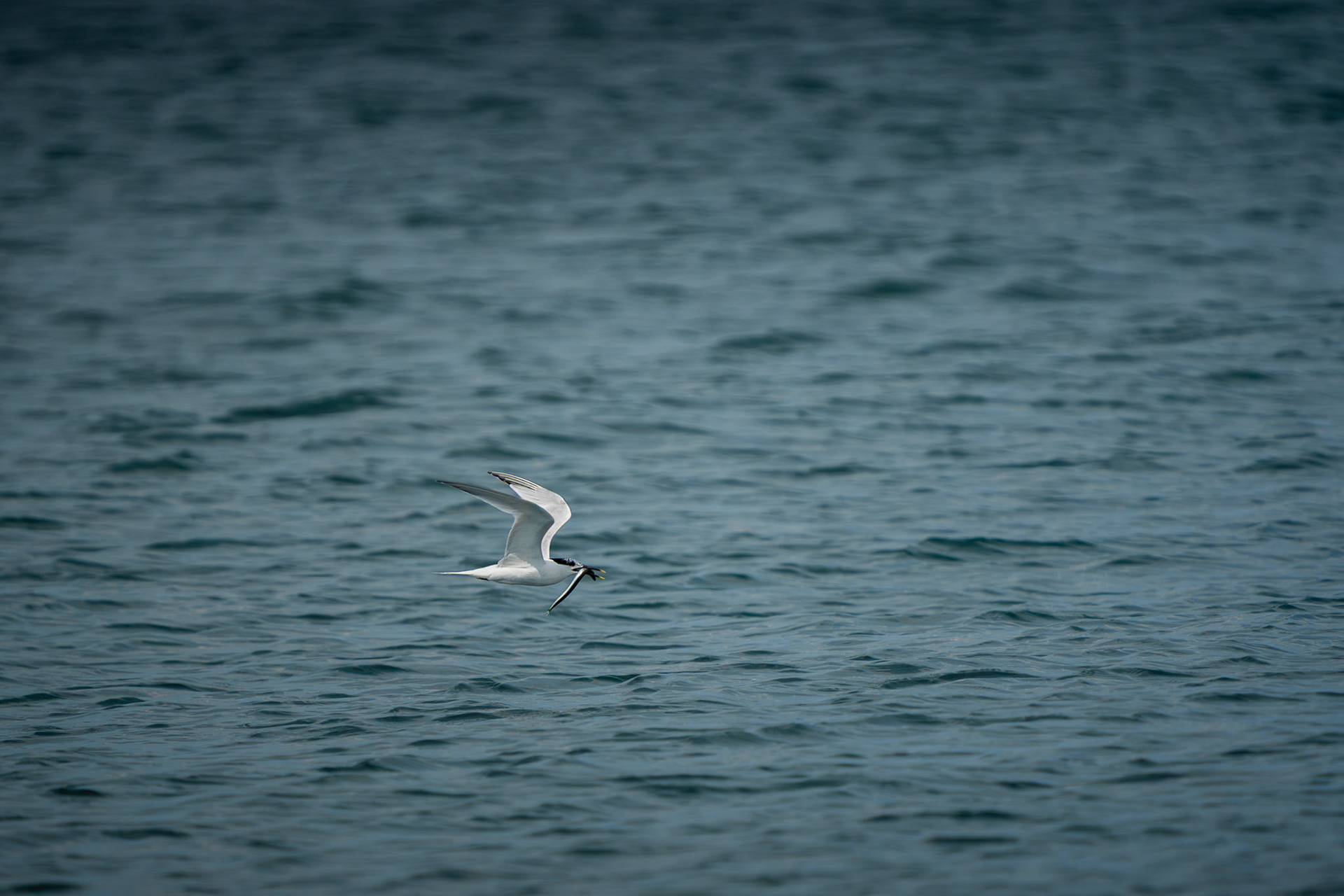 Sandwich Tern | Beale Point, Co. Kerry