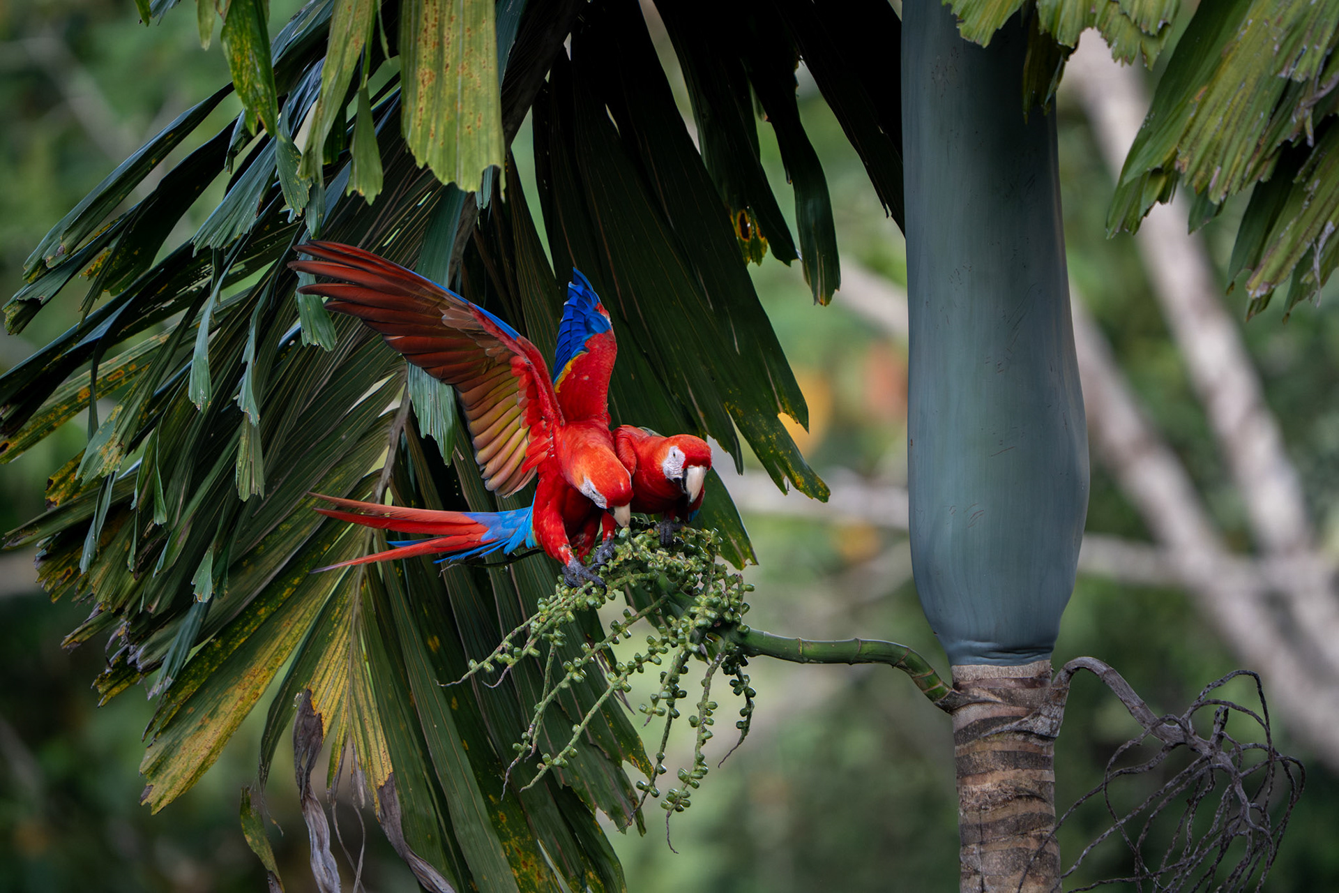 Scarlet Macaws | Osa Peninsula