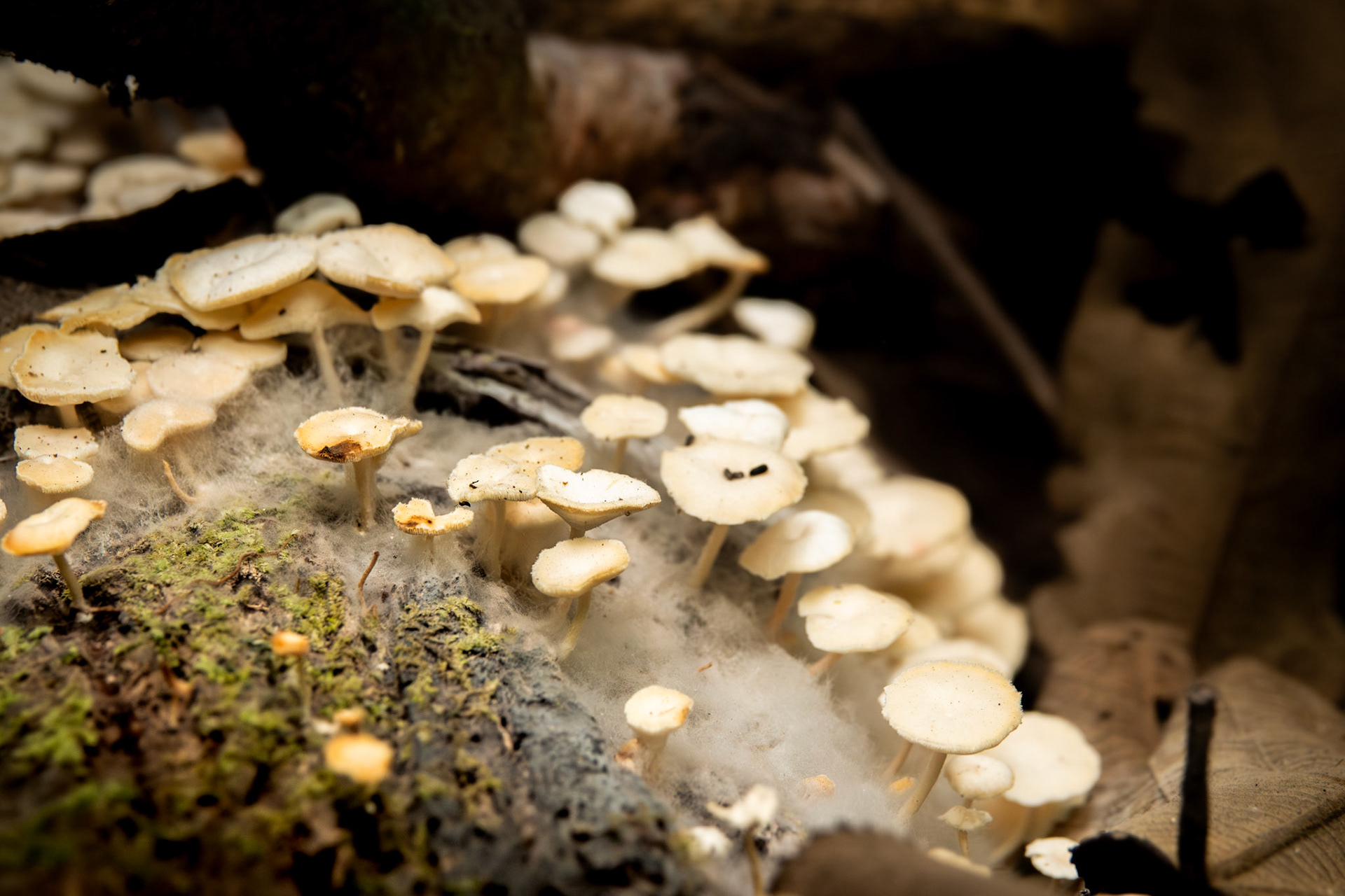 Fungi | Corcovado National Park