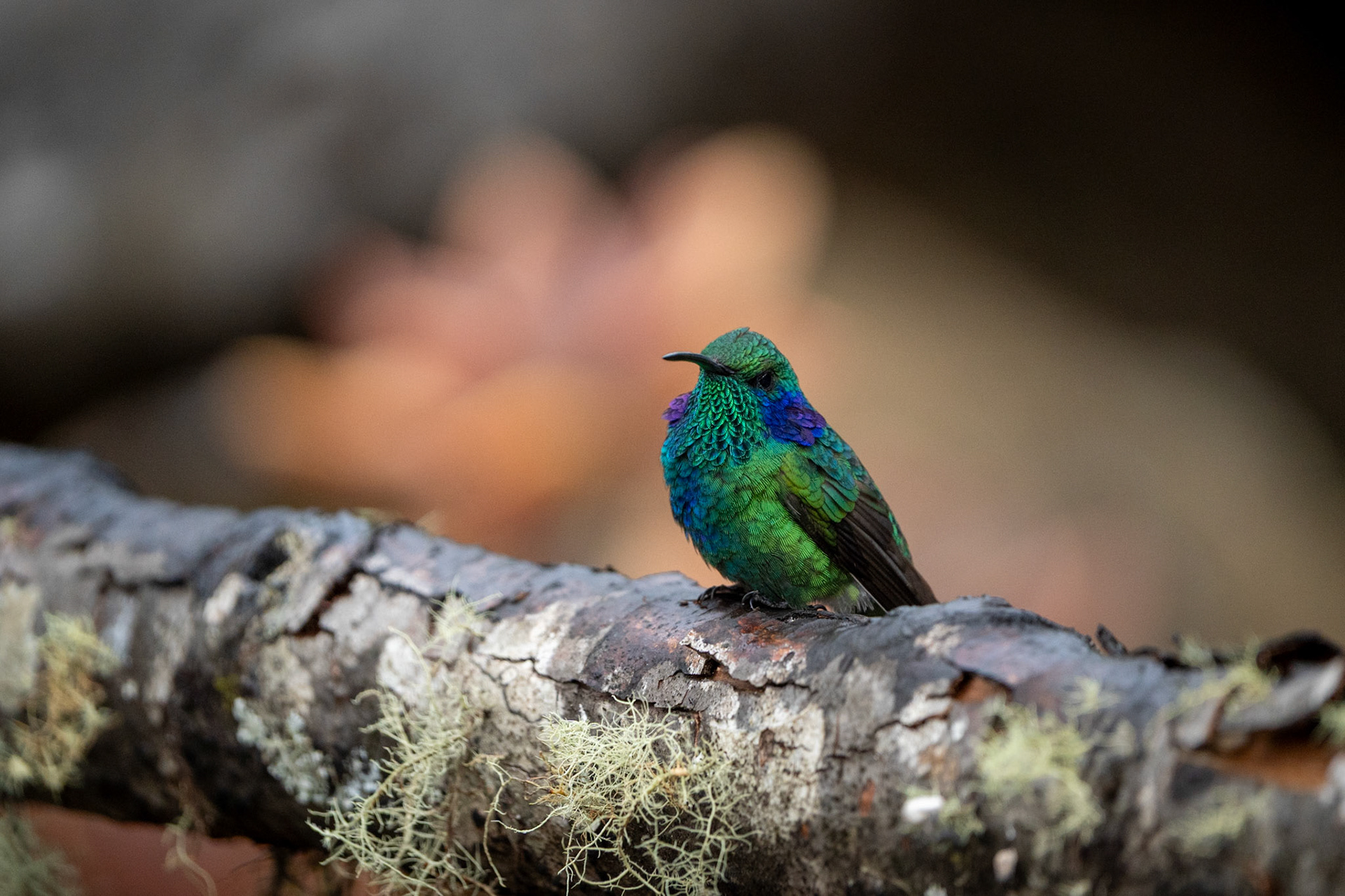 Mountain Violetear | San Gerardo de Dota