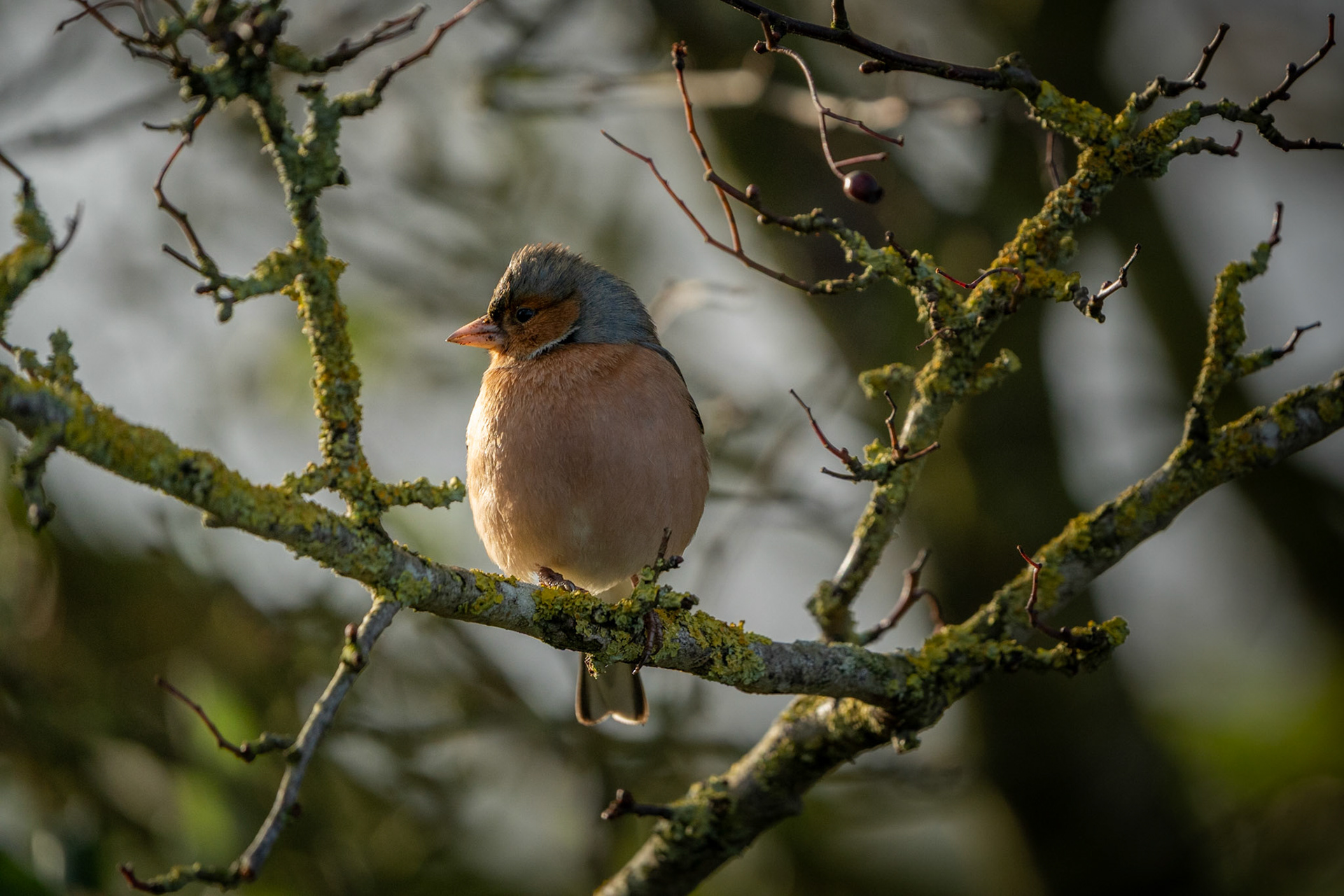 Eurasian Chaffinch (Male) | Inch Wildfowl Reserve, Co. Donegal