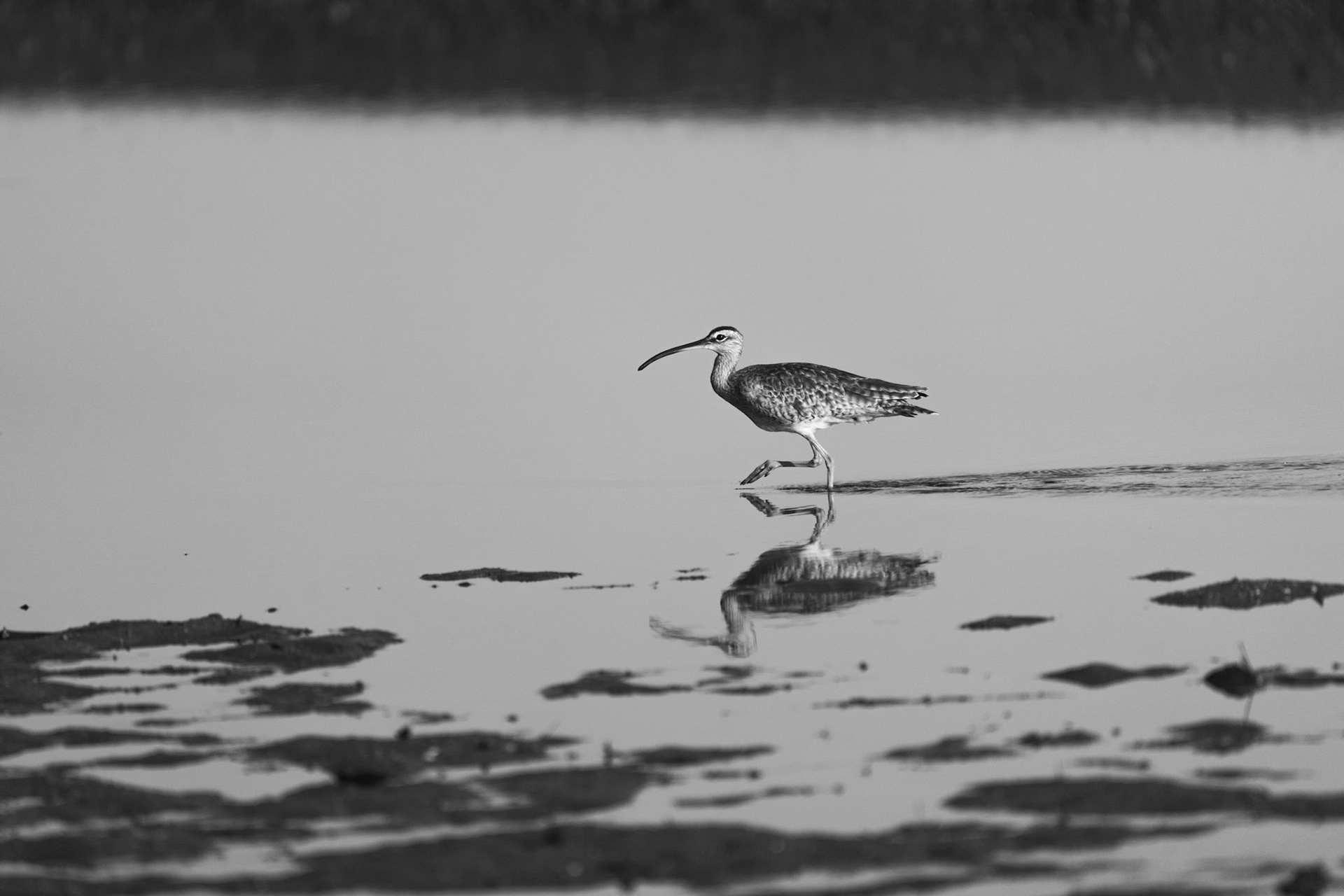 Hudsonian Whimbrel | Playa Juanito Mora, Osa Peninsula
