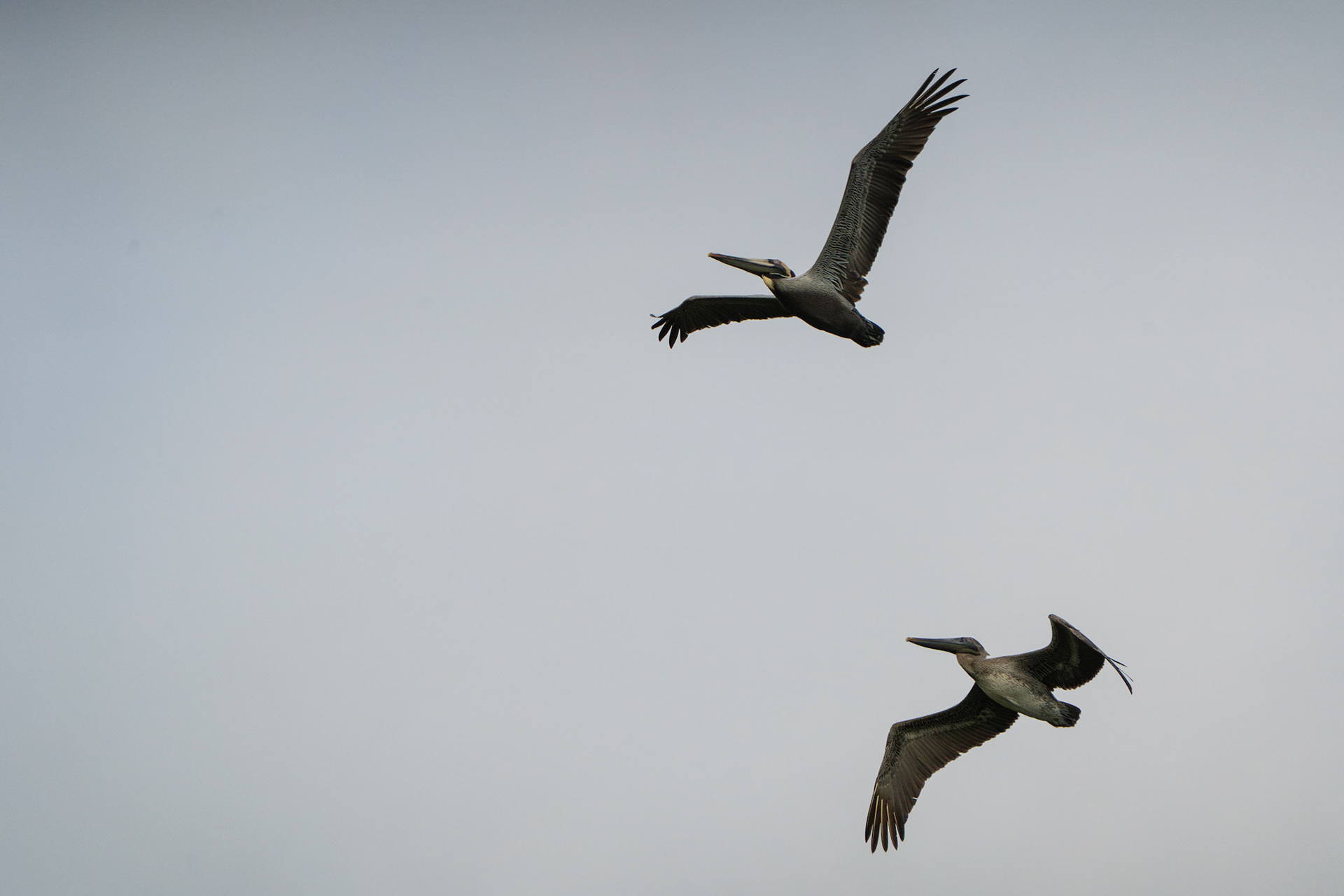 Brown Pelicans | Playa Carate, Osa Peninsula
