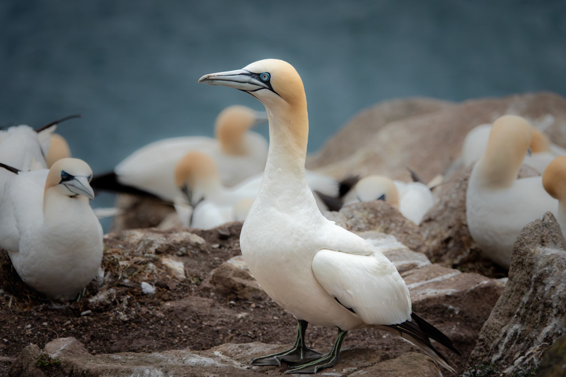 Northern Gannets | Great Saltee Island, Co. Wexford