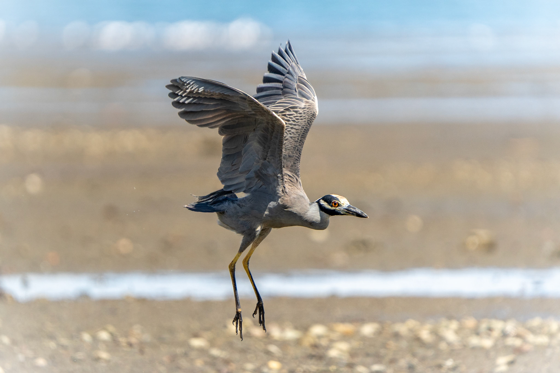 Yellow-crowned Night Heron | Playa Juanito Mora, Osa Peninsula
