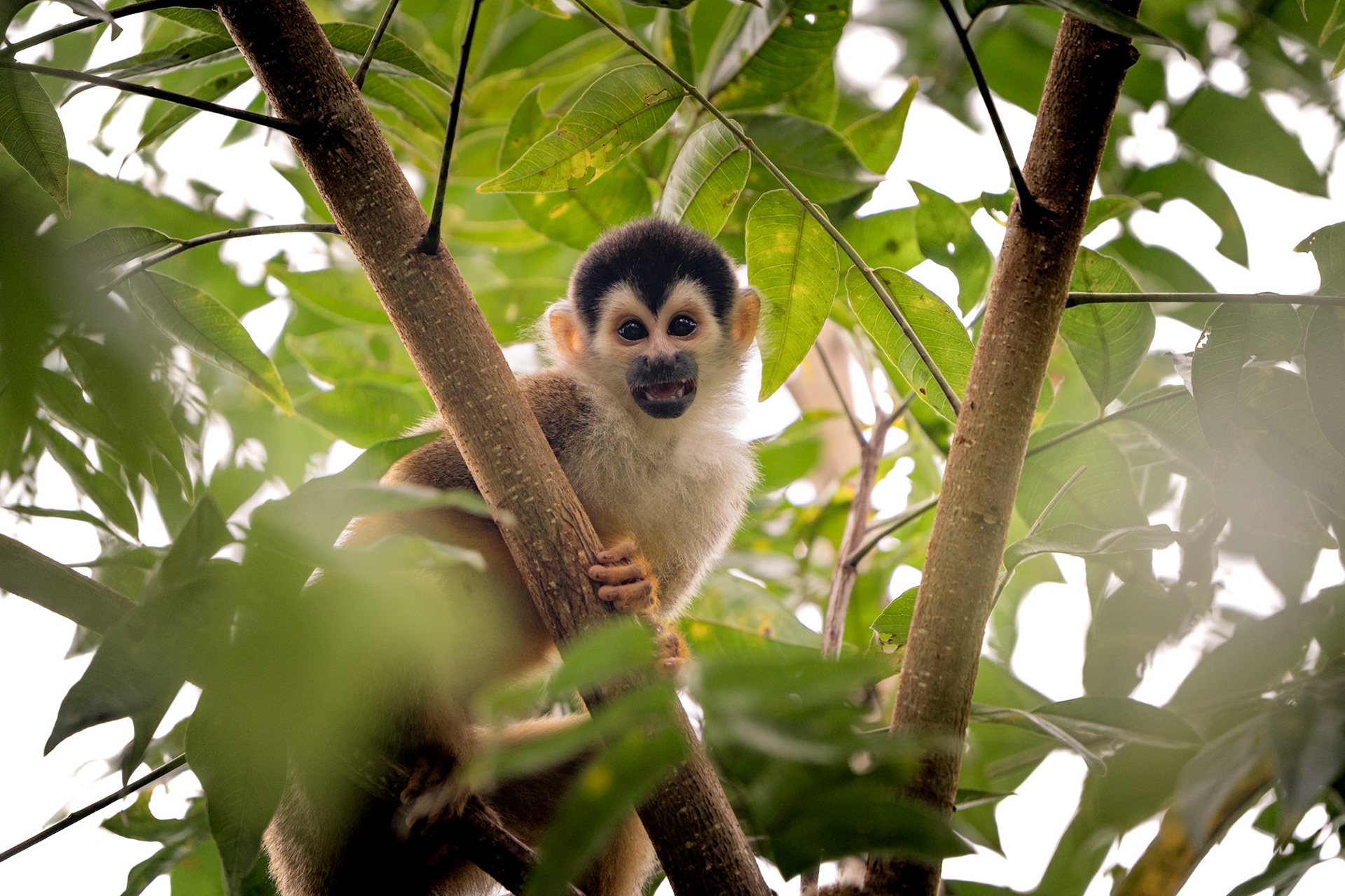 Squirrel Monkey | Puerto Jiménez, Osa Peninsula