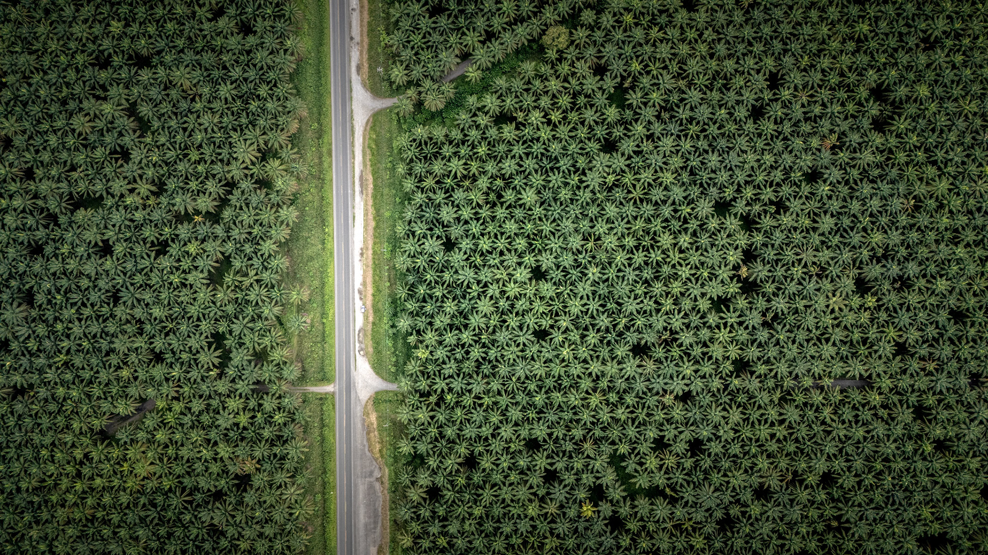 Palmtree Plantation | Llorona, Costa Rica