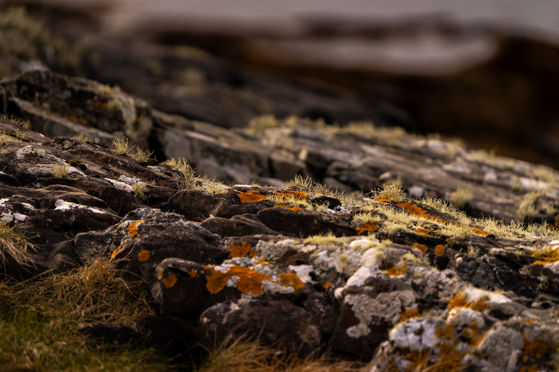 Lichen on Limestone | Connemara, Co. Galway