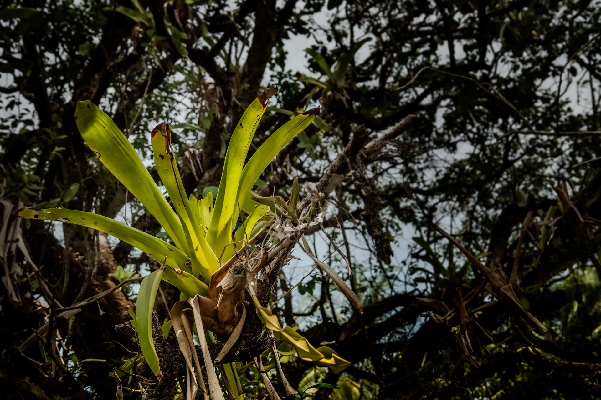 Epiphyte | Osa Peninsula